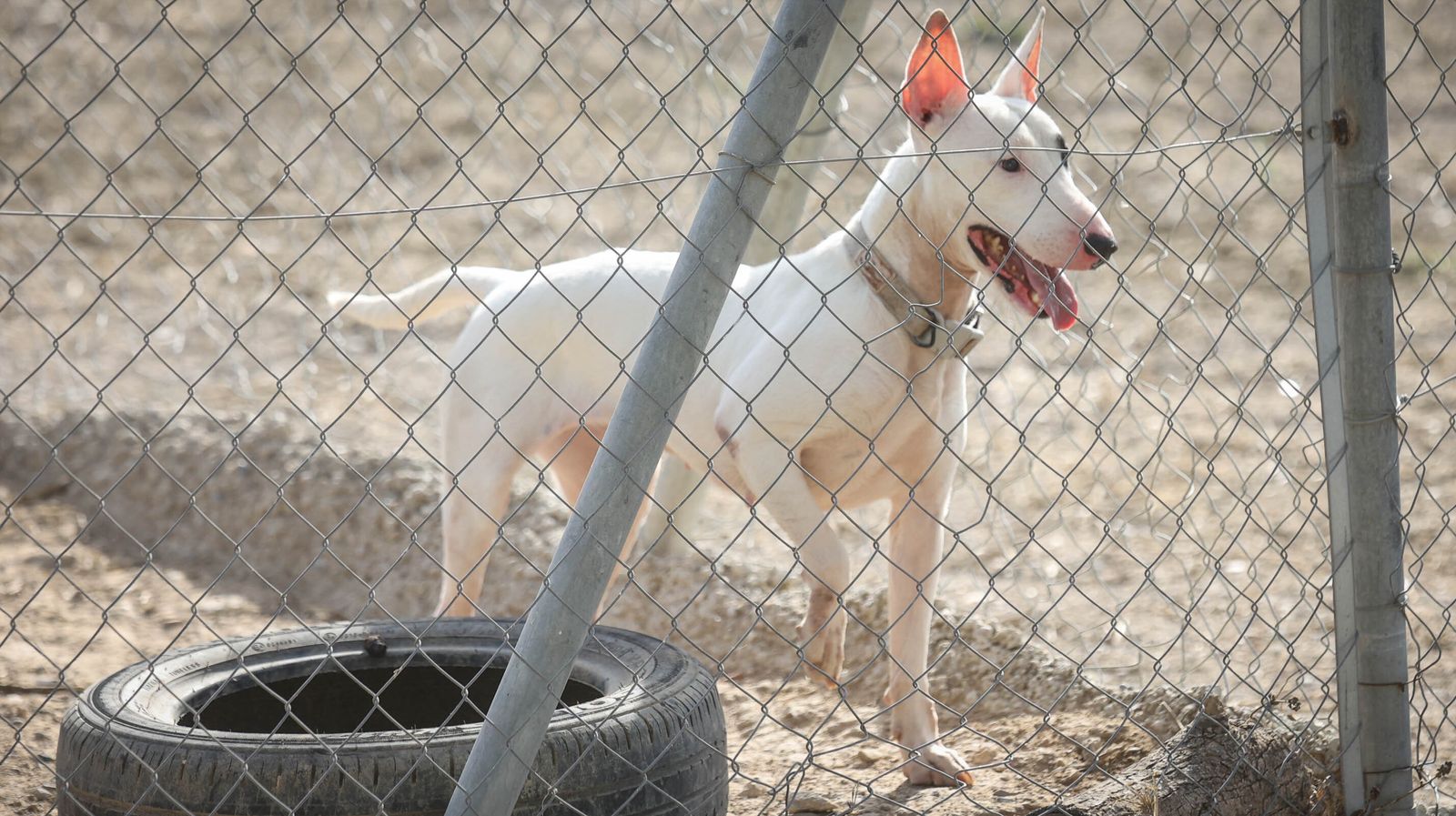 Centro de Protección Animal de Jerez