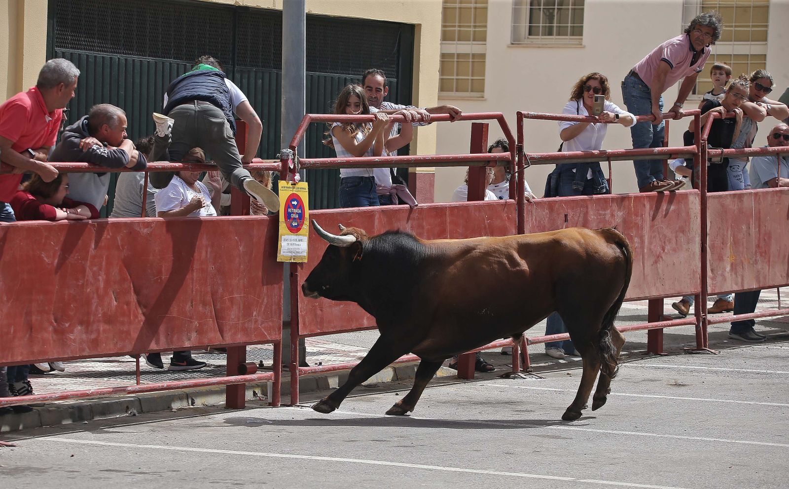 Fotos del Toro Embolao en Los Barrios