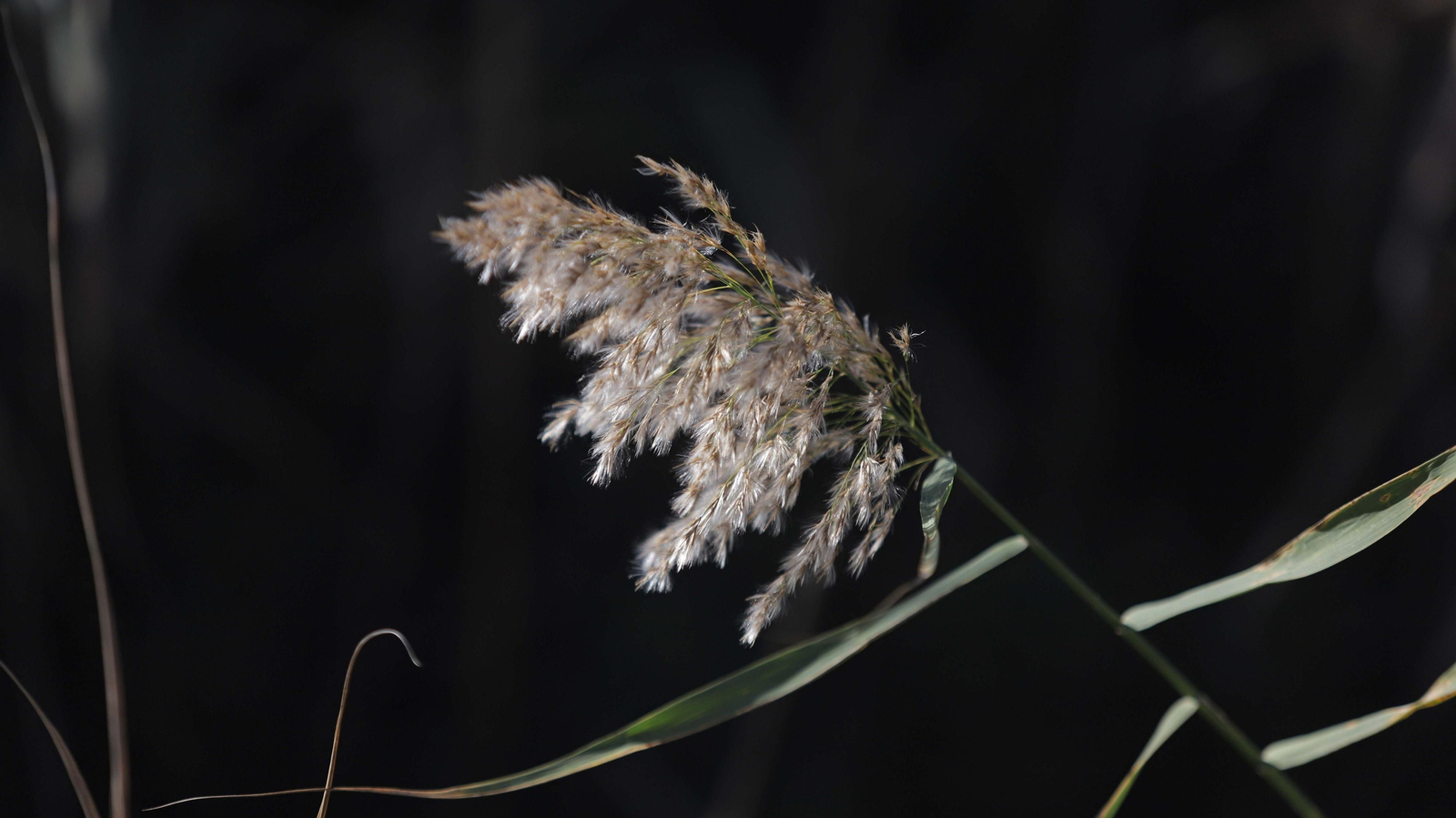 Fotos del estuario del río Guadiaro en San Roque