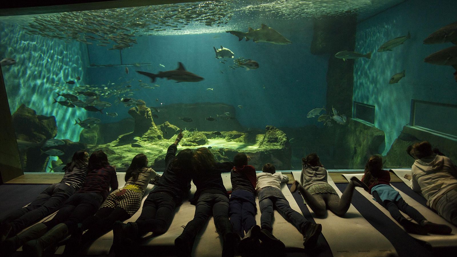 Visita guiada al Acuario de Sevilla.