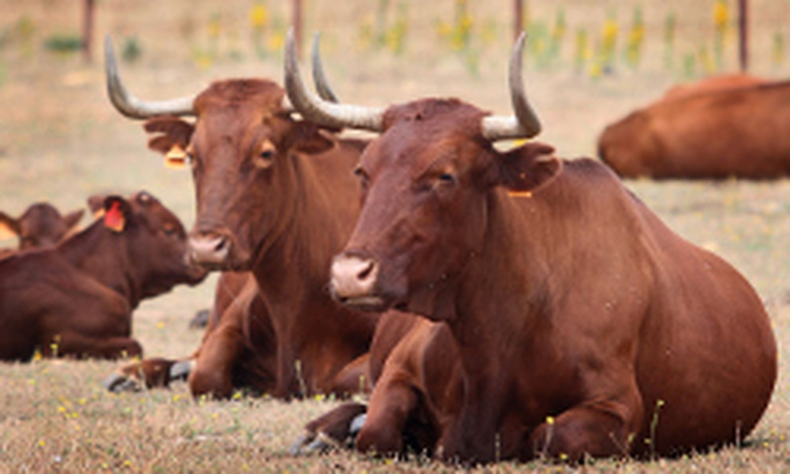 Ganadería, la hermana pequeña del campo andaluz