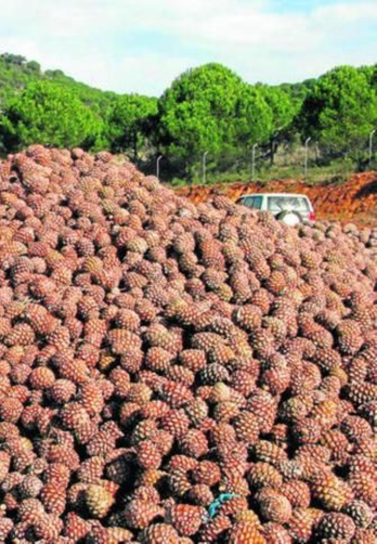 Piñas en las instalaciones de la firma Coforest en Villaviciosa.