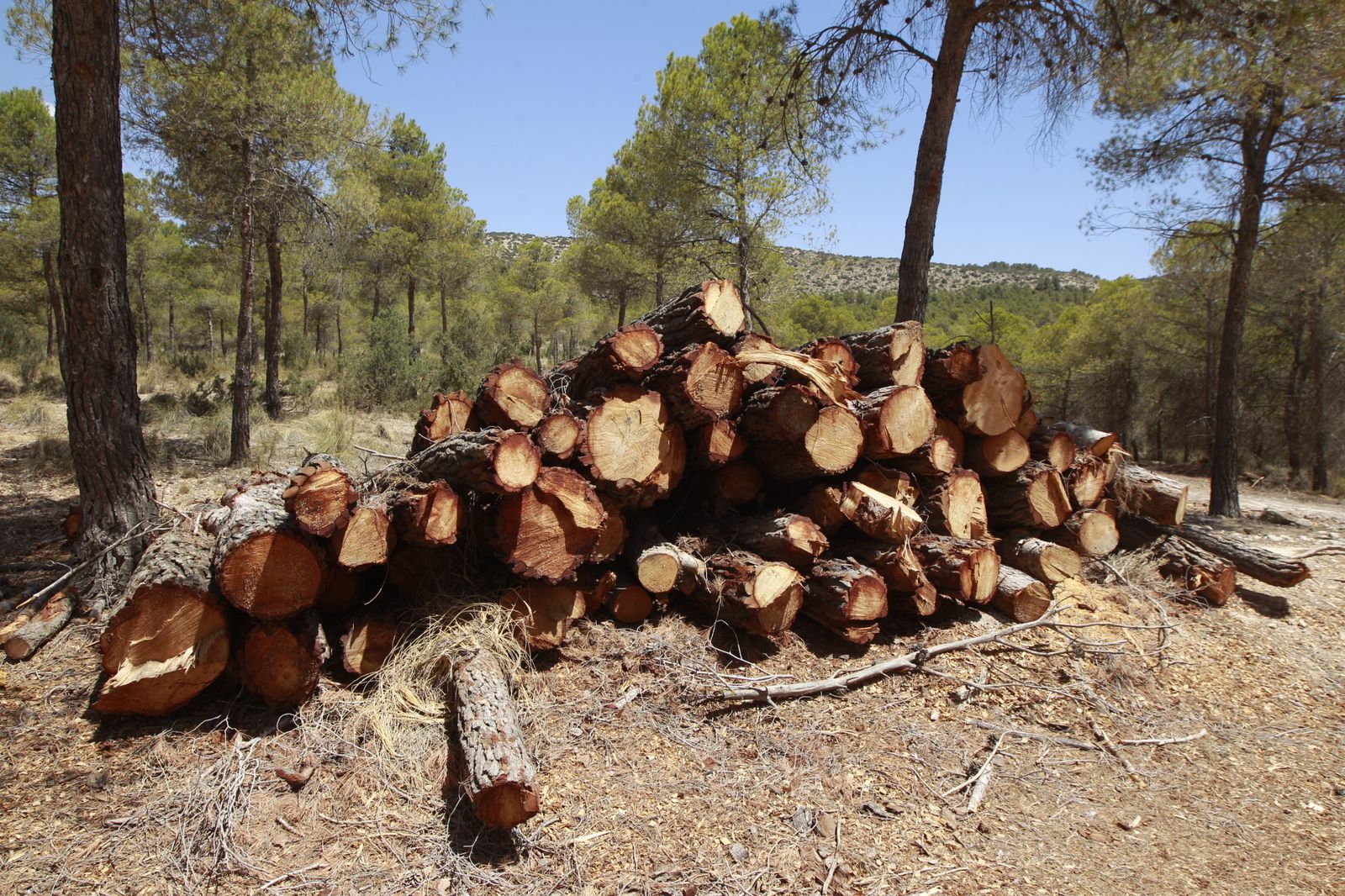 Imágenes de la sequía que golpea con dureza la producción de cereal en Los Vélez