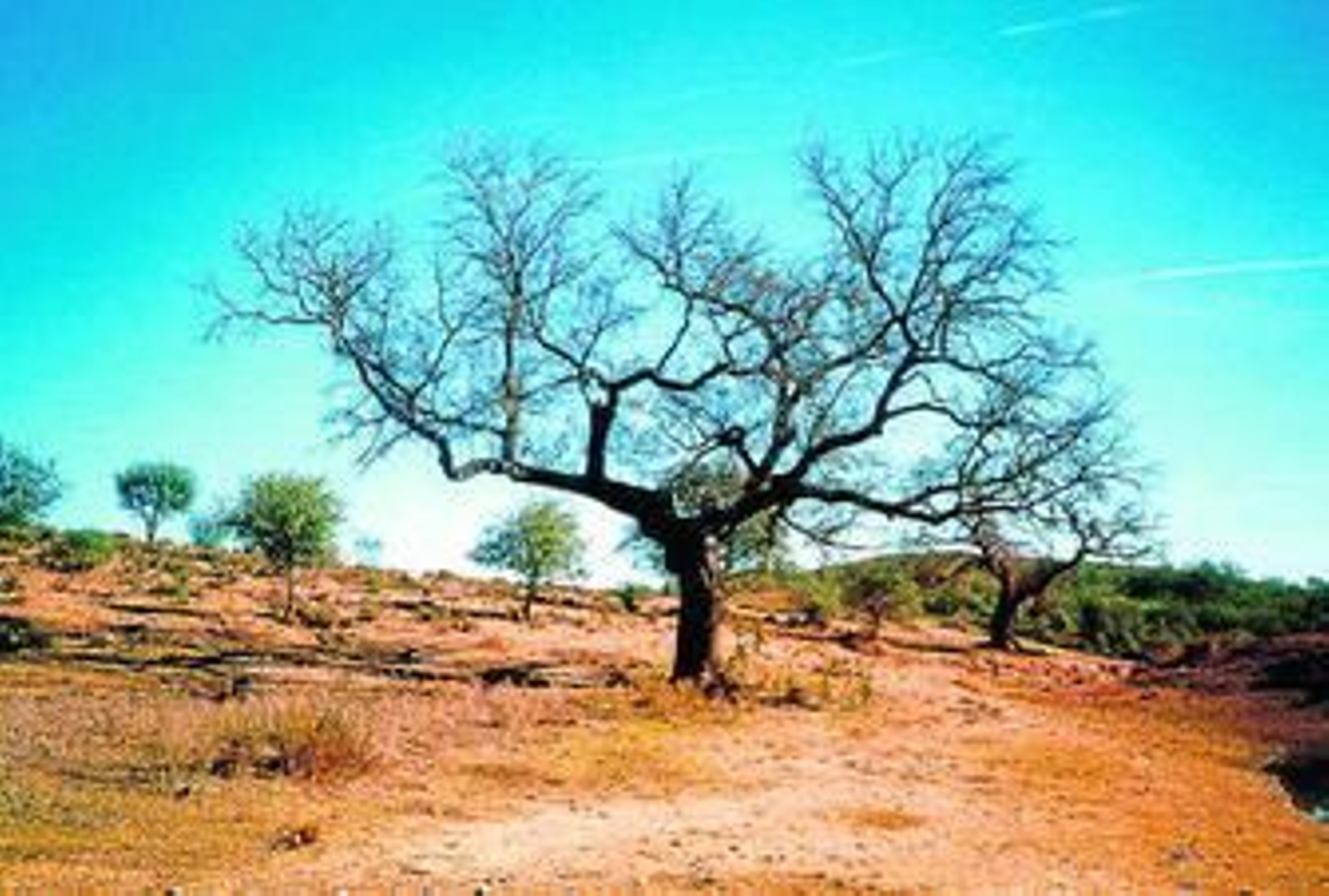Zonas afectadas por la seca de la encina en Huelva.