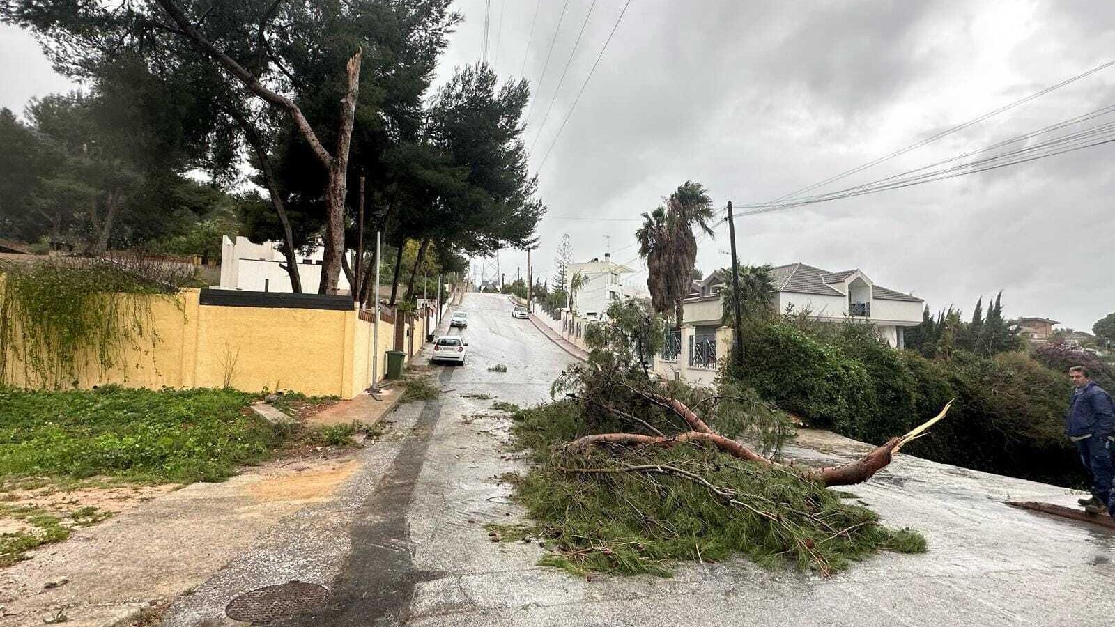 Una árbol caído en Alhaurín de la Torre Una árbol caído en Alhaurín de la Torre
