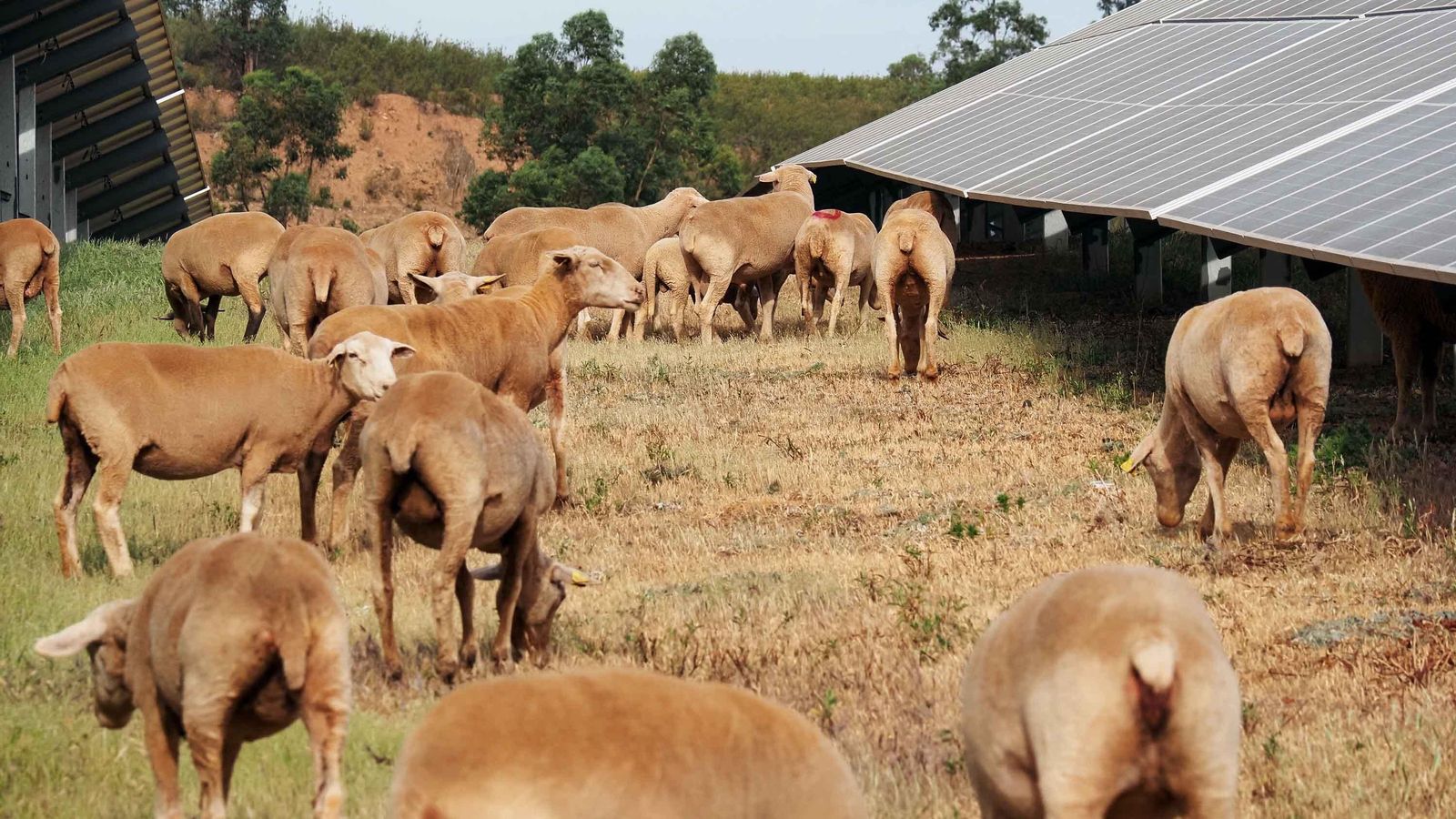 El rebaño de José Antonio Gonzálvez pasta en el complejo de Iberdrola durante todo el año