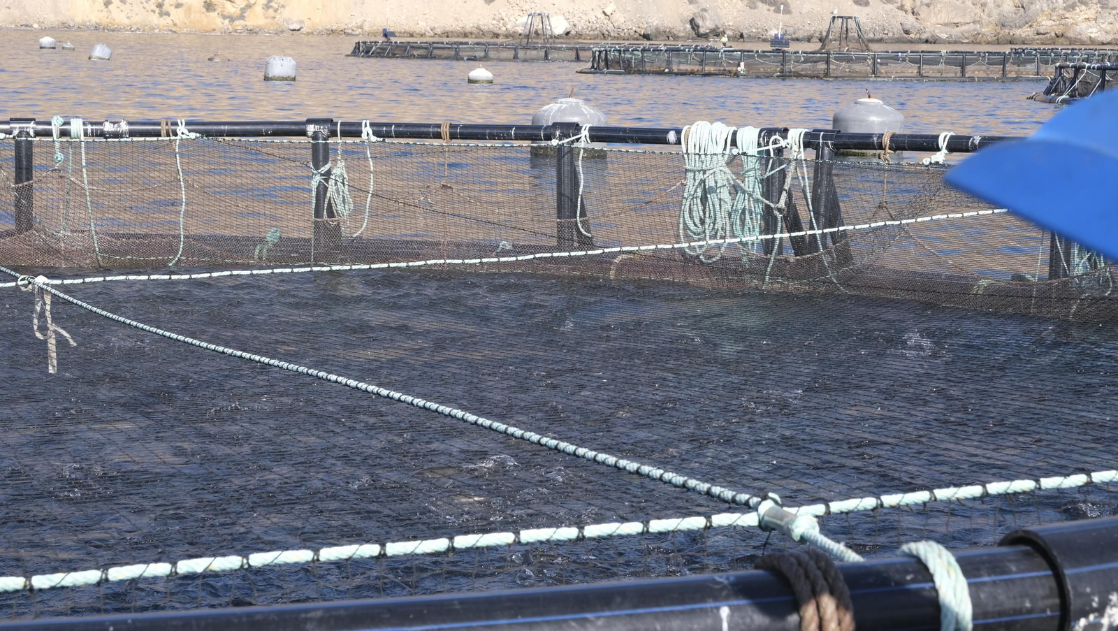 La piscifactoría de El Cañarete, en imágenes