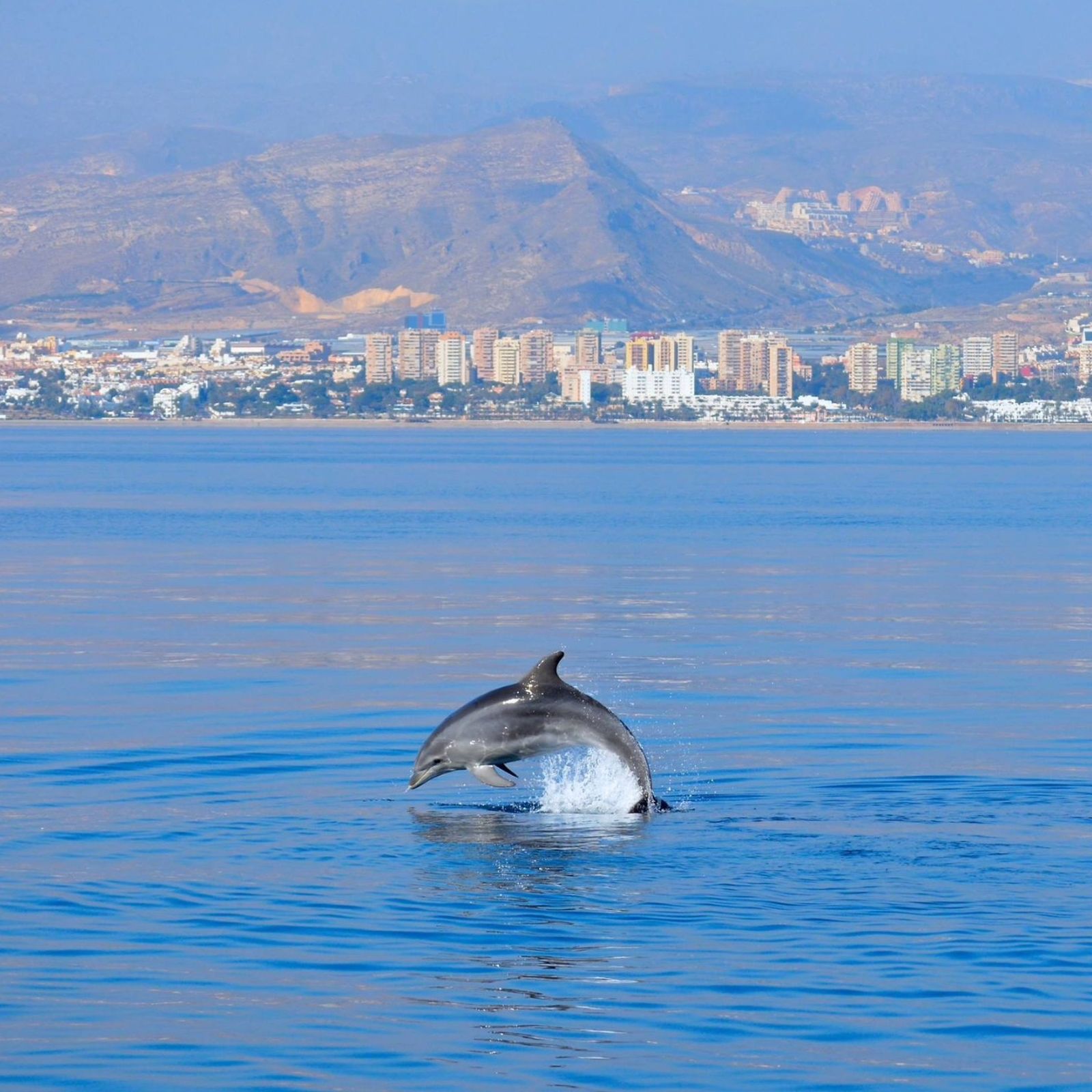 Navegando en el Poniente de Almería: del espectáculo de los delfines a los plásticos y petacas en el mar