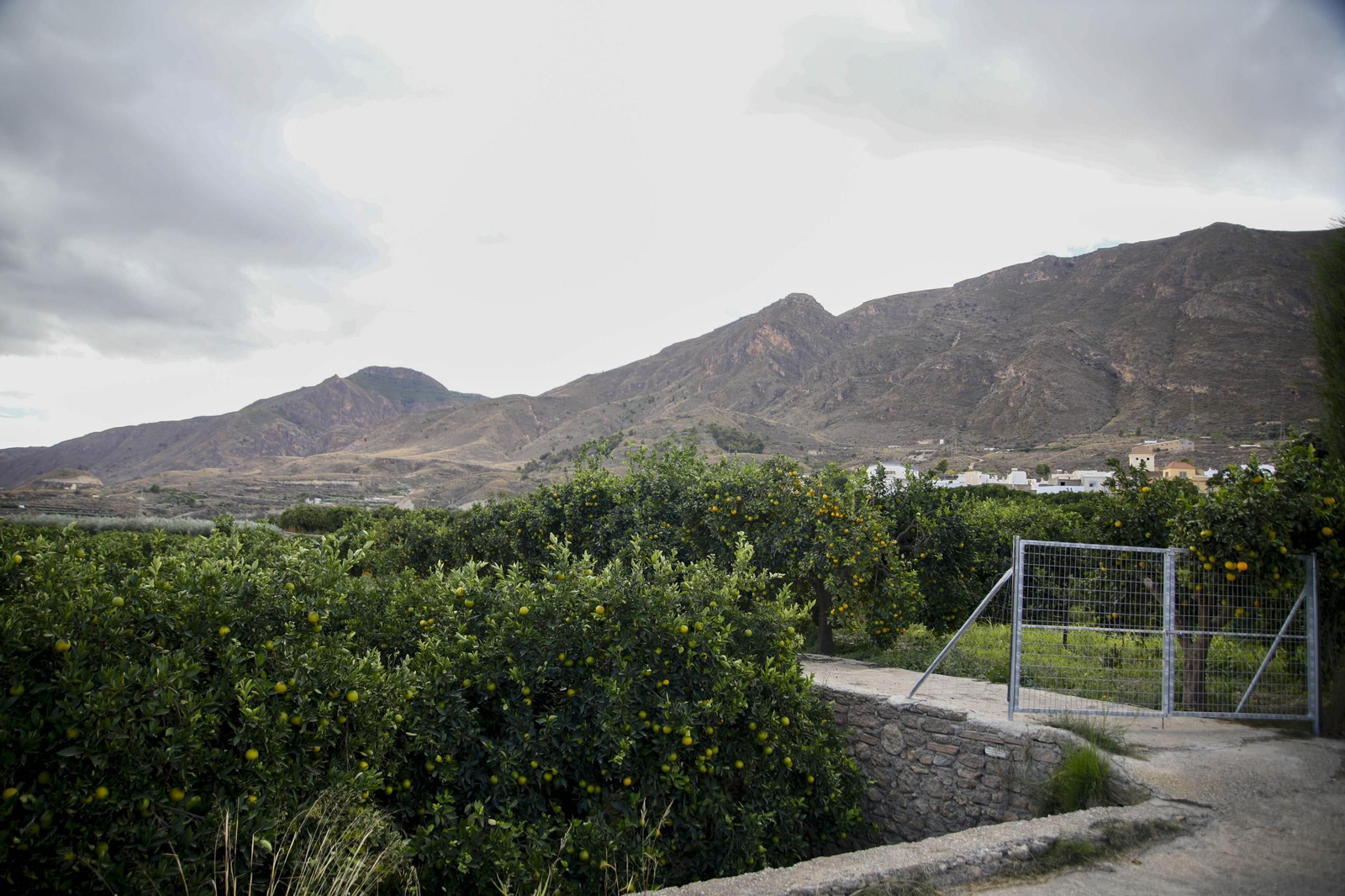 Las naranjas de Íllar, en imágenes