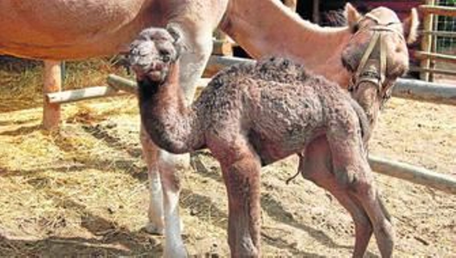 Una nueva cría de dromedario en Doñana