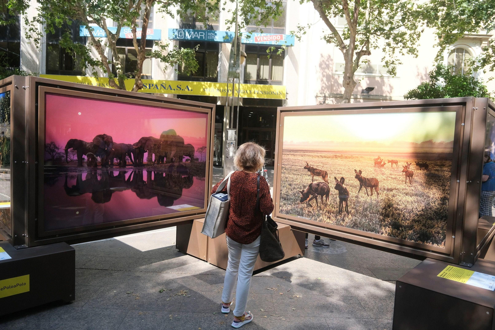 La exposición de 'National Geographic' en el bulevar del Gran Capitán de Córdoba, en imágenes