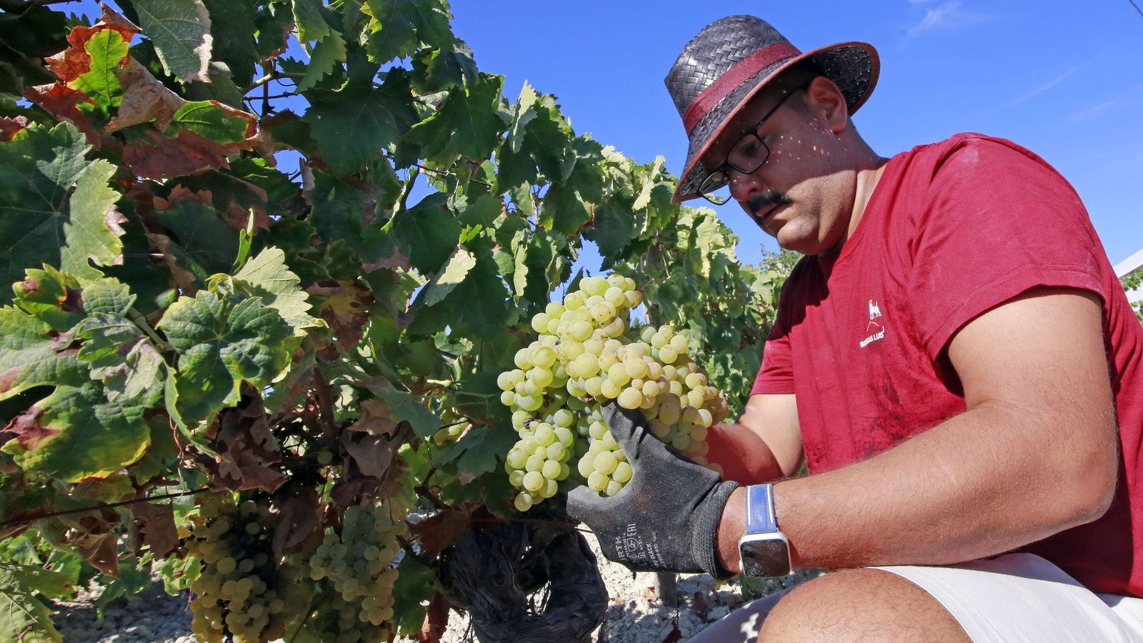 Vendimia y pisa de la uva tradicional en Viña El Corregidor de Bodegas Luis Pérez