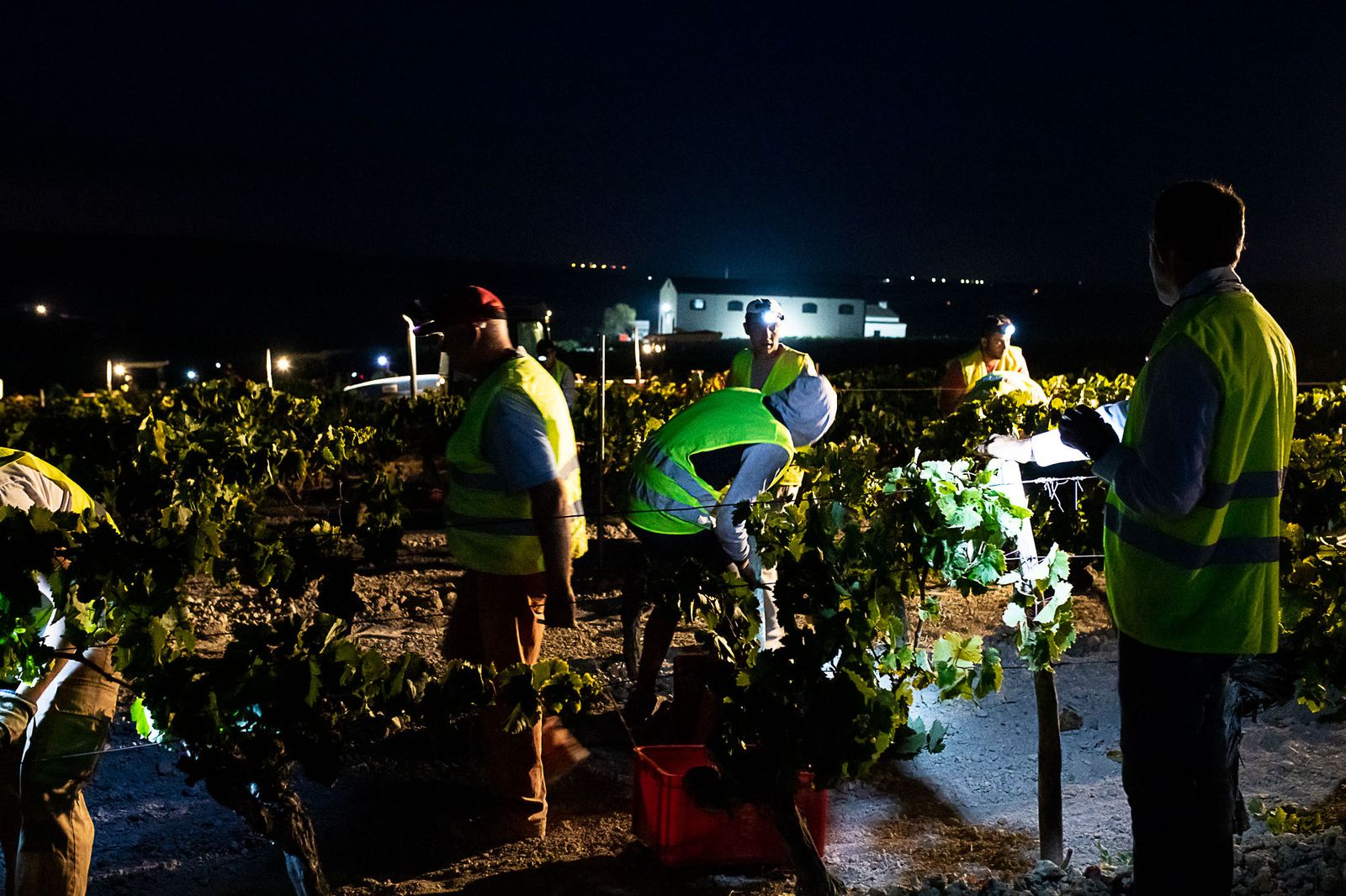 La vendimia nocturna de Tío Pepe