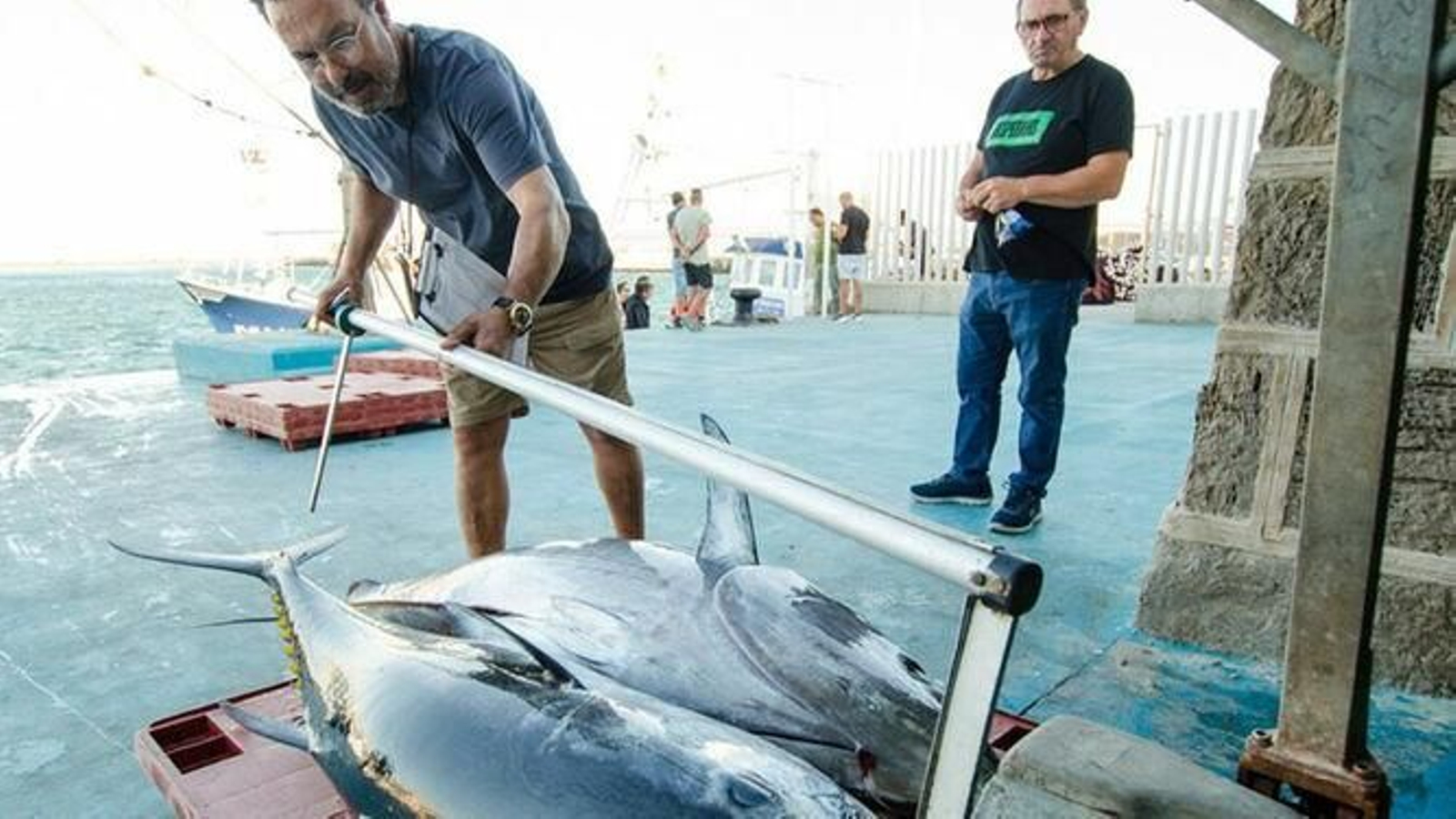 Medición atunes rojos tras su captura.