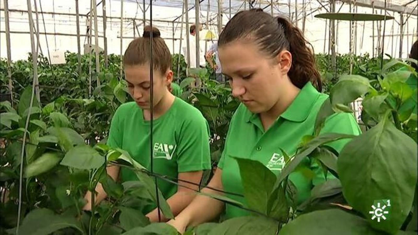 Trabajadoras de la Escuela Agraria de Vícar.