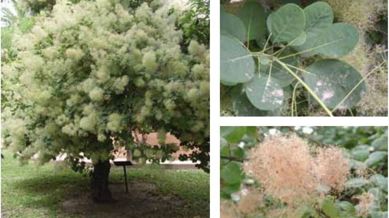Árbol de las pelucas que hay en el Zoo de Jerez. Árbol de las pelucas que hay en el Zoo de Jerez.