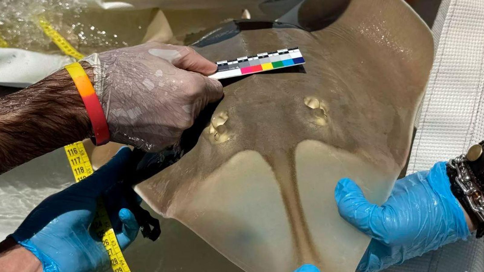 Un ejemplar de pez guitarra gigante.