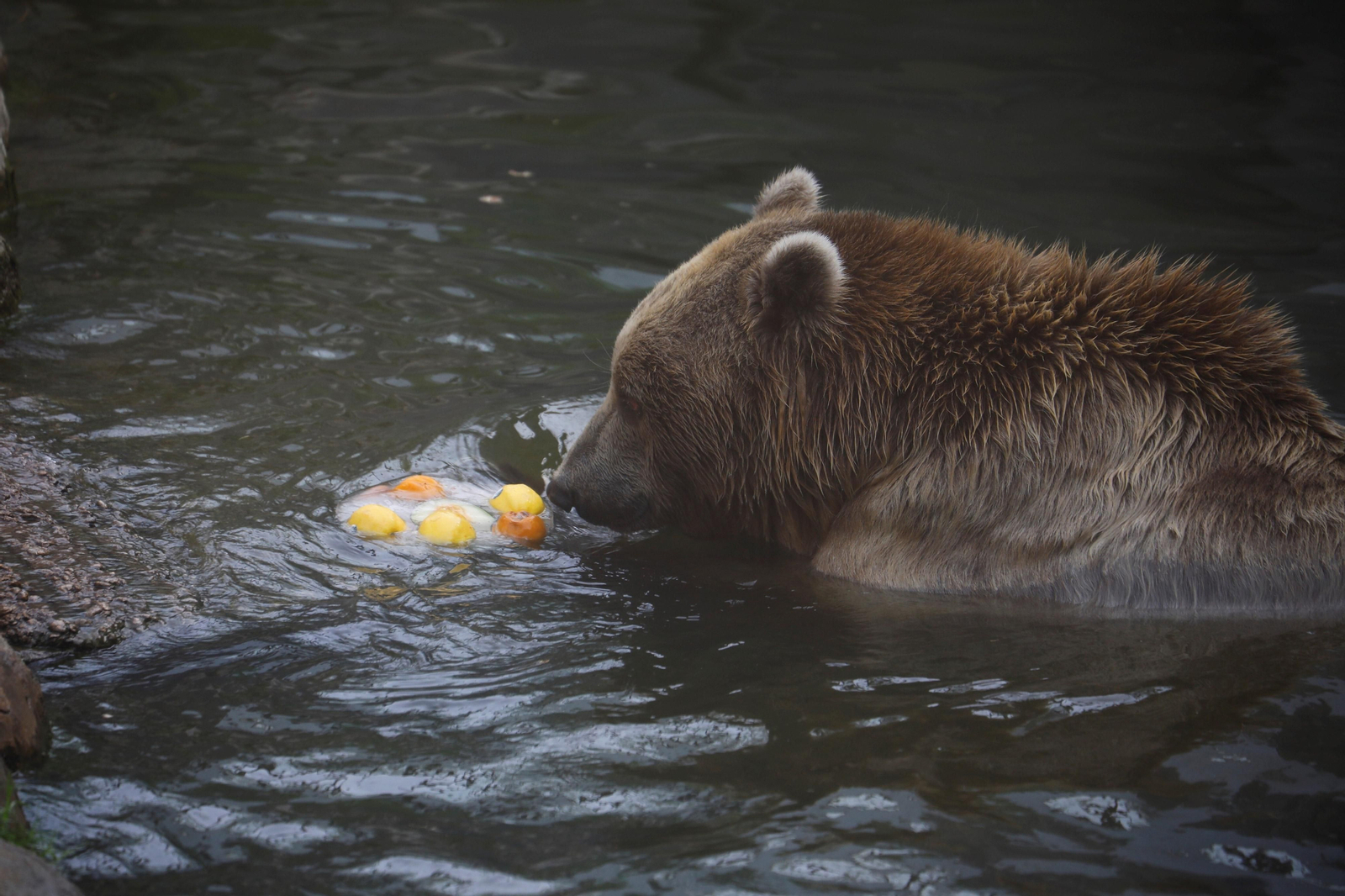 Fotogalería: Así viven los animales del Zoo de Córdoba los meses de verano