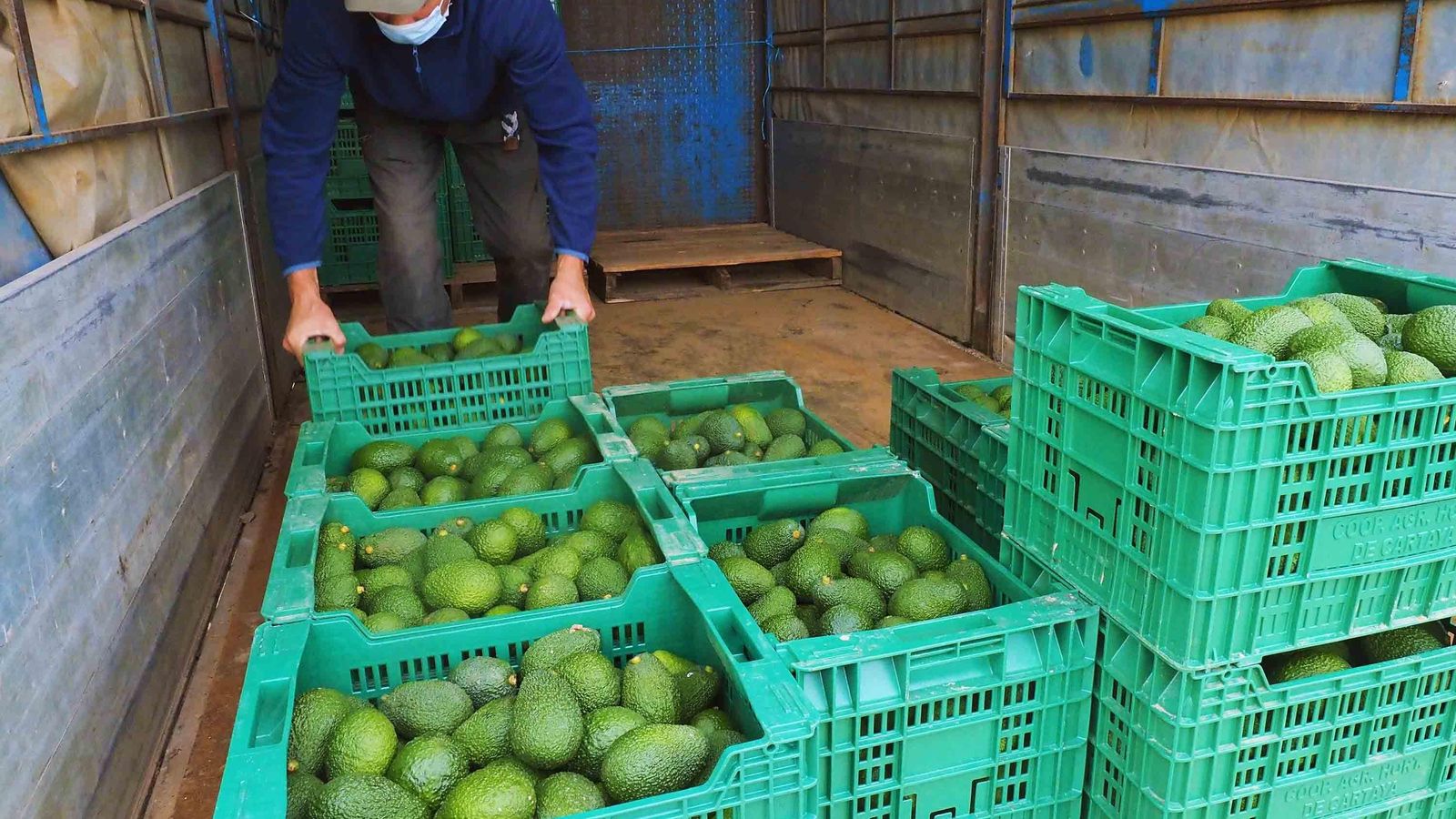 Un trabajador carga en un camión tabales de aguacates recién recolectados en Gibraleón Un trabajador carga en un camión tabales de aguacates recién recolectados en Gibraleón