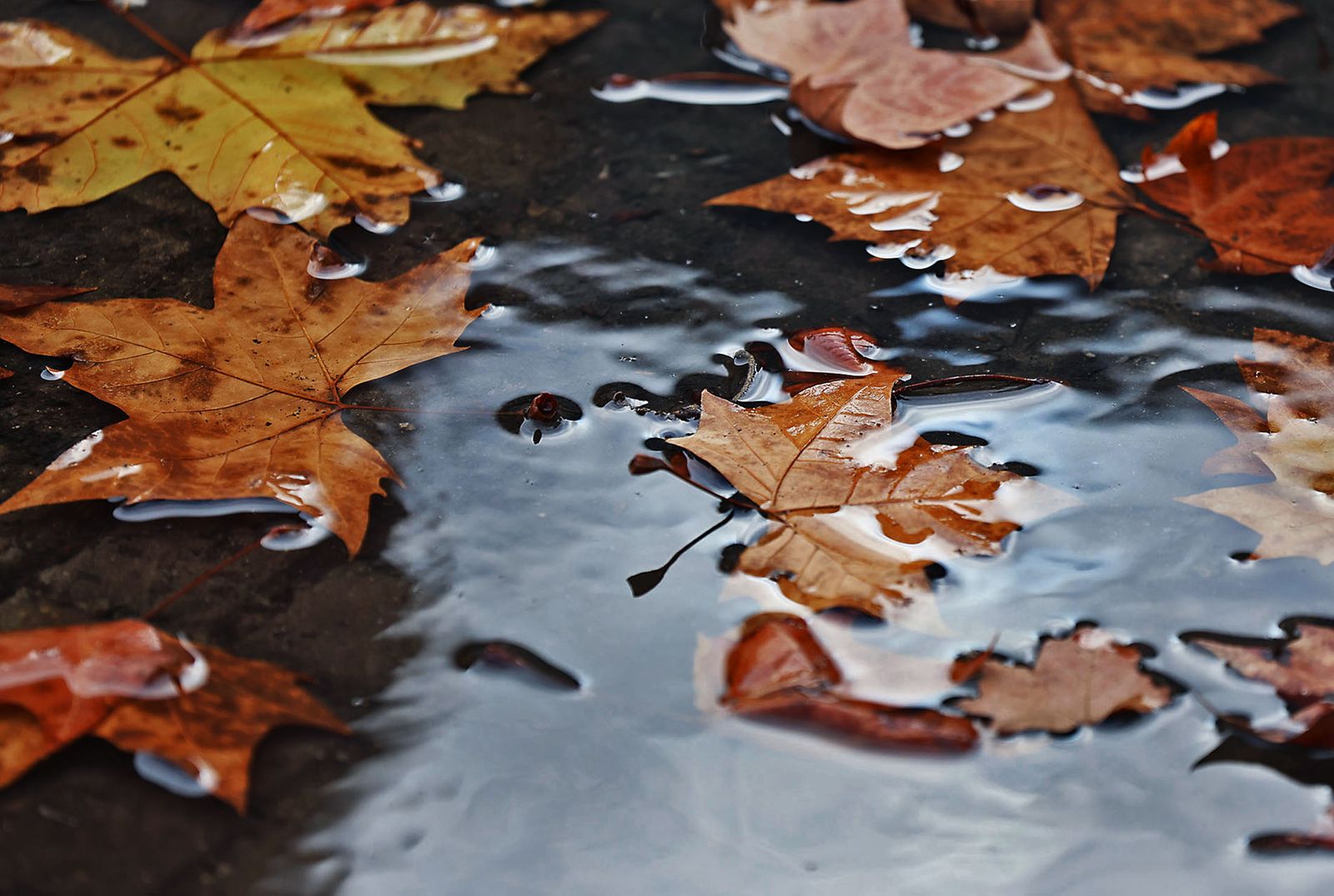 Último domingo de 2025: Ambiente y tiempo inestable marcan los preparativos de fin de año