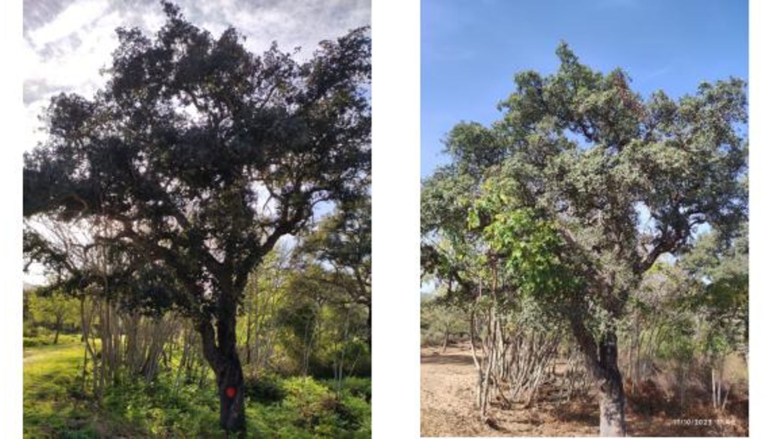 Comparativa en uno de los árboles, que pasó del 35% de foliación al 50%.
