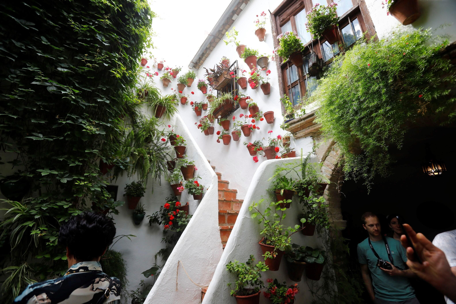 Los patios de Córdoba de la ruta Judería-San Francisco, en imágenes