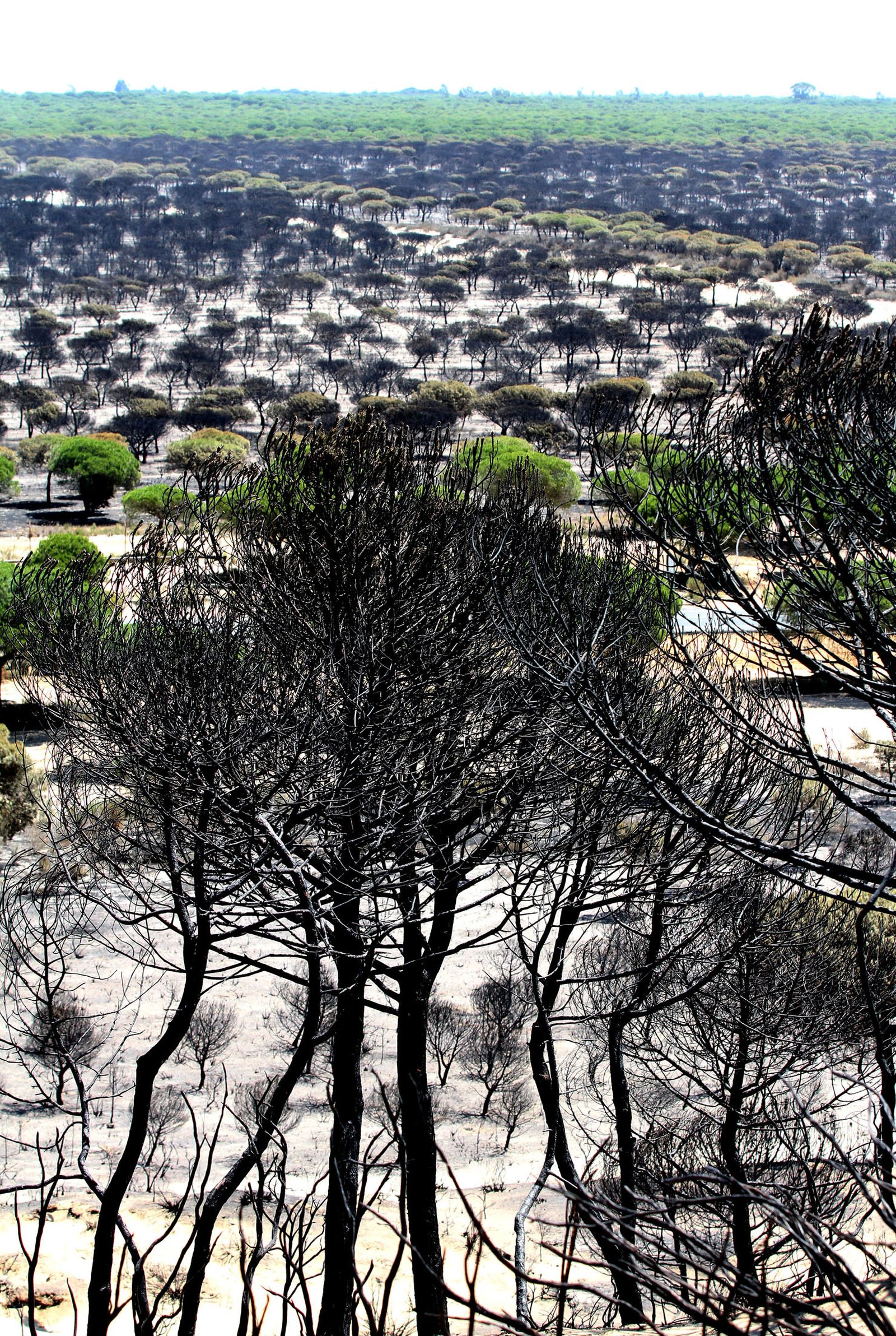 Imágenes de las consecuencias del incendio de Moguer