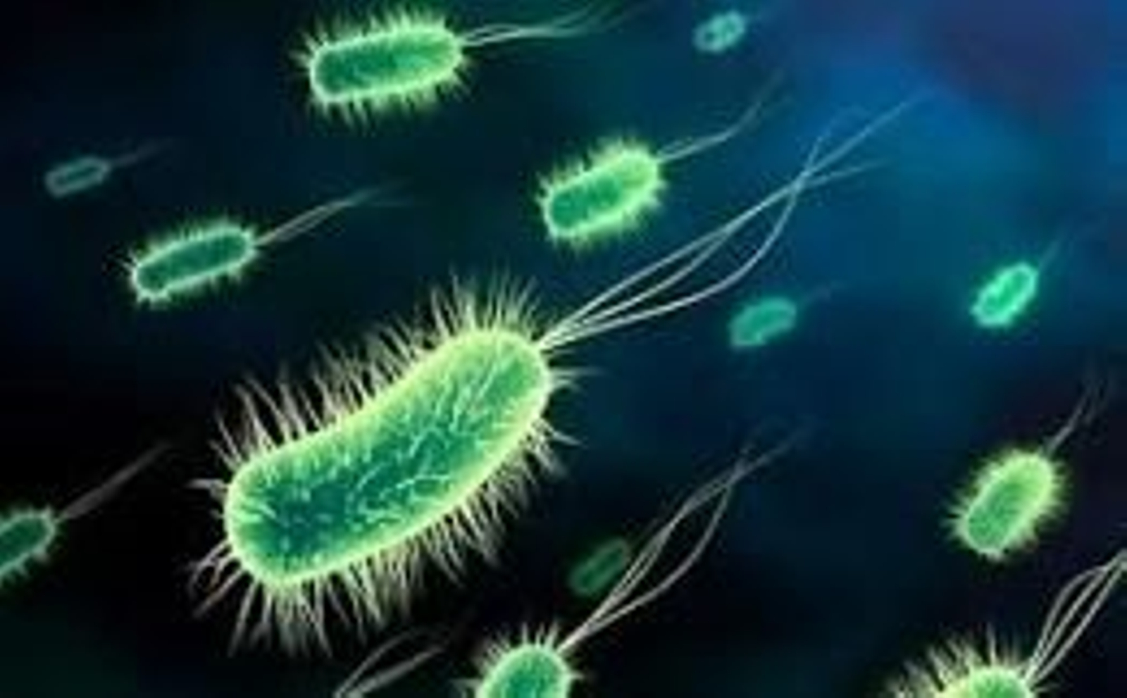 Los microorganismos del placton no están solos.