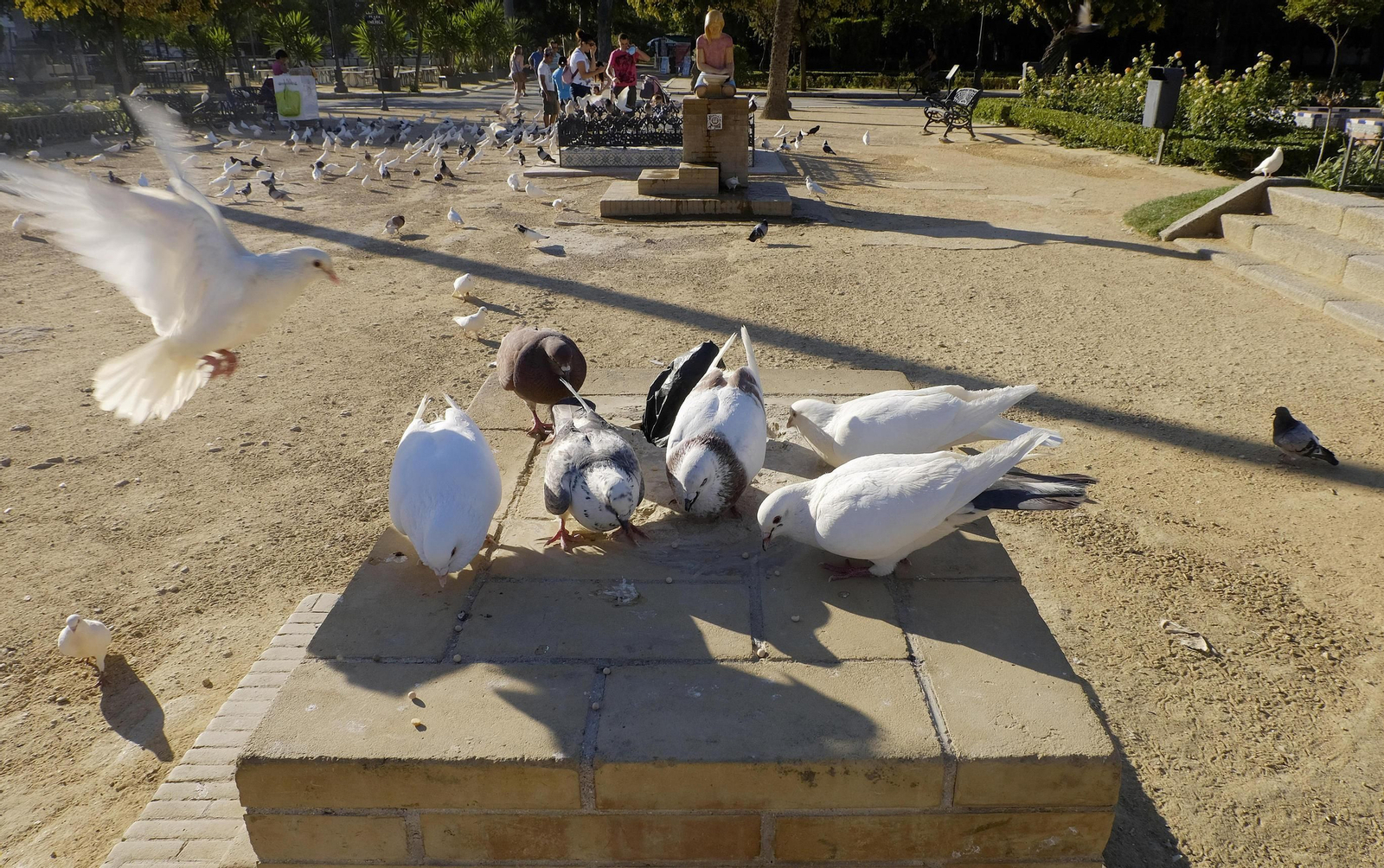 Palomas en el Parque María Luisa.