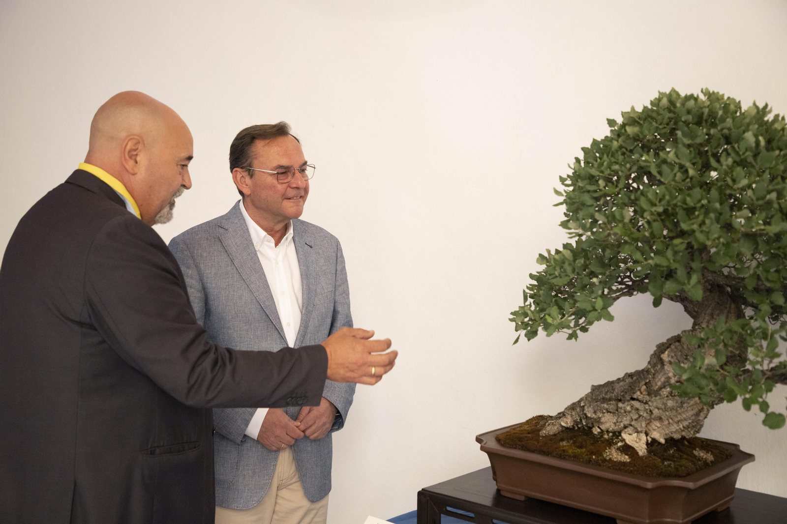 La exposición de Primavera de Bonsái de Córdoba, en imágenes