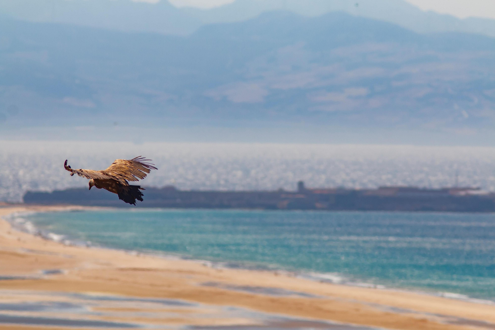 Tarifa, presente  en la Feria Internacional de Turismo Ornitológico