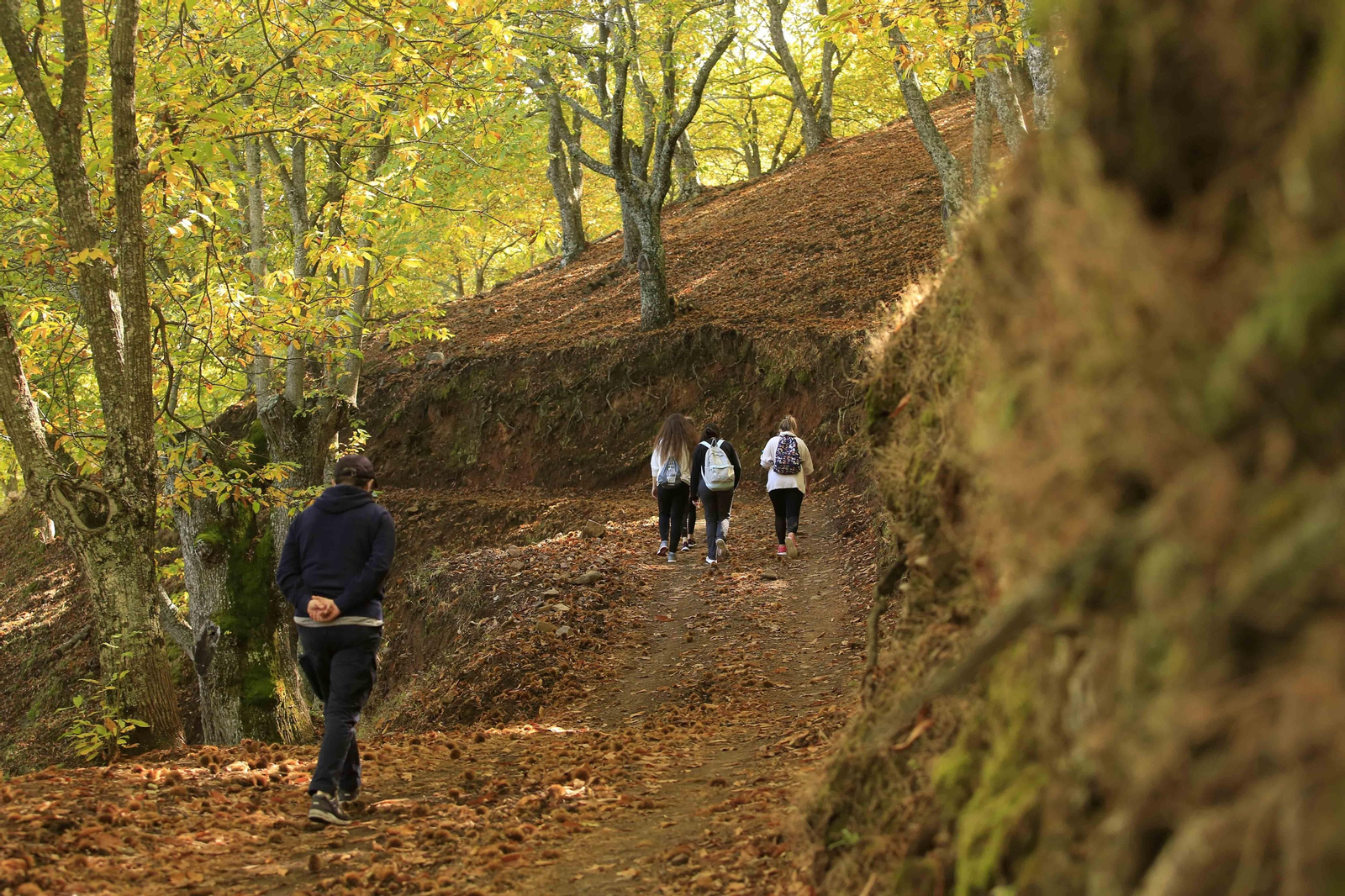 El Bosque de Cobre en el primer otoño de la pandemia