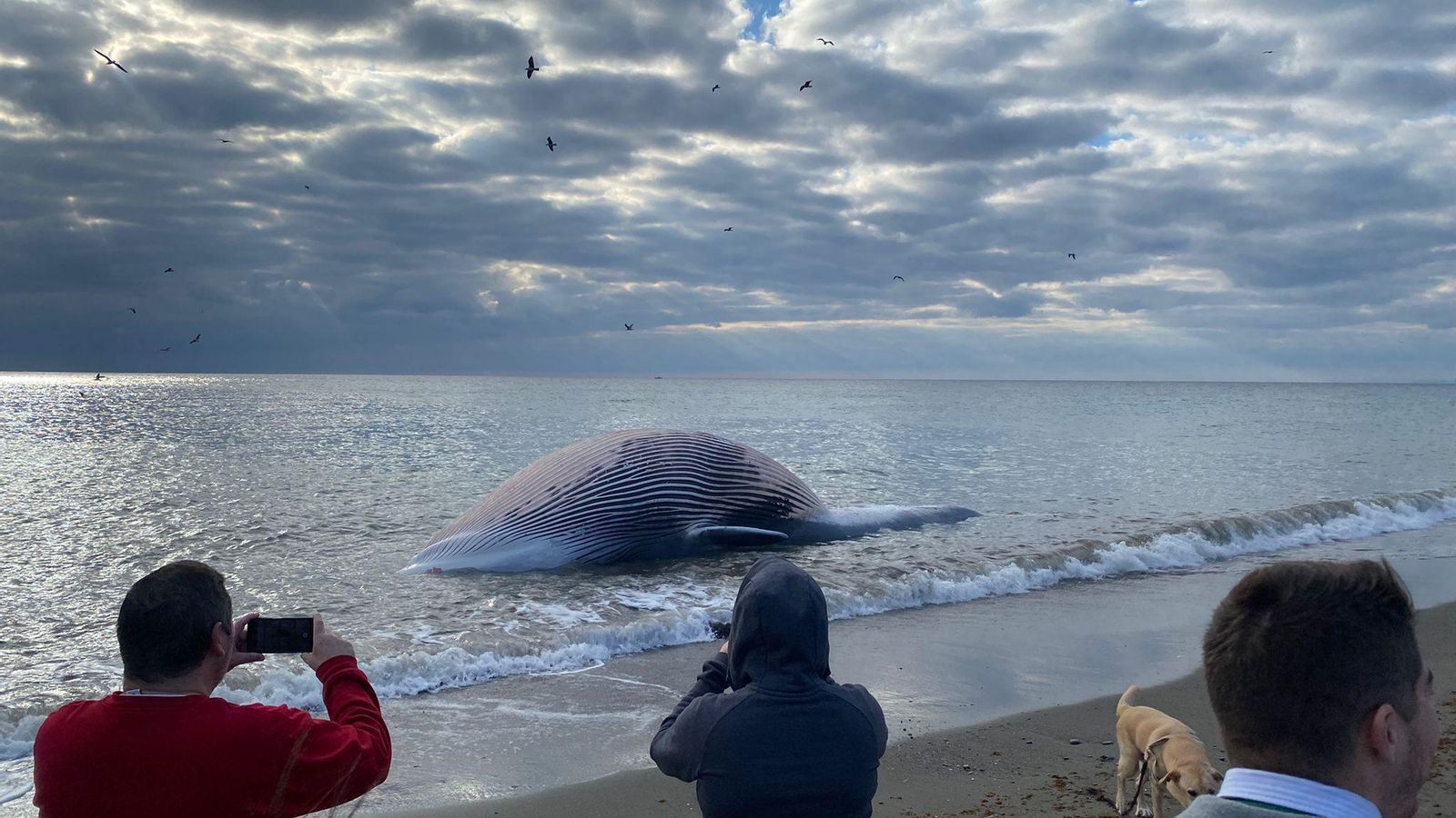 Numerosos vecinos contemplan el hallazgo.
