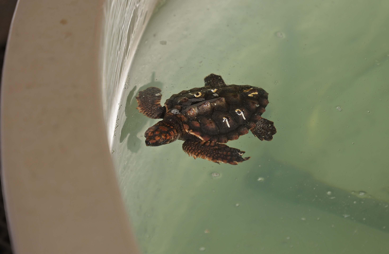 El Centro de Gestión del Medio Marino Andaluz (CEGMA) de Algeciras, en imágenes