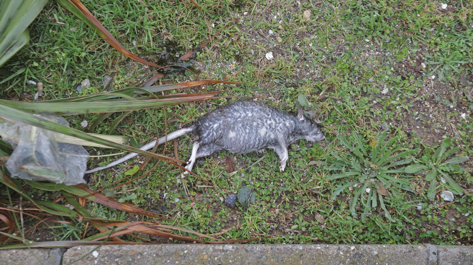Fotos del paseo de Poniente tras el temporal