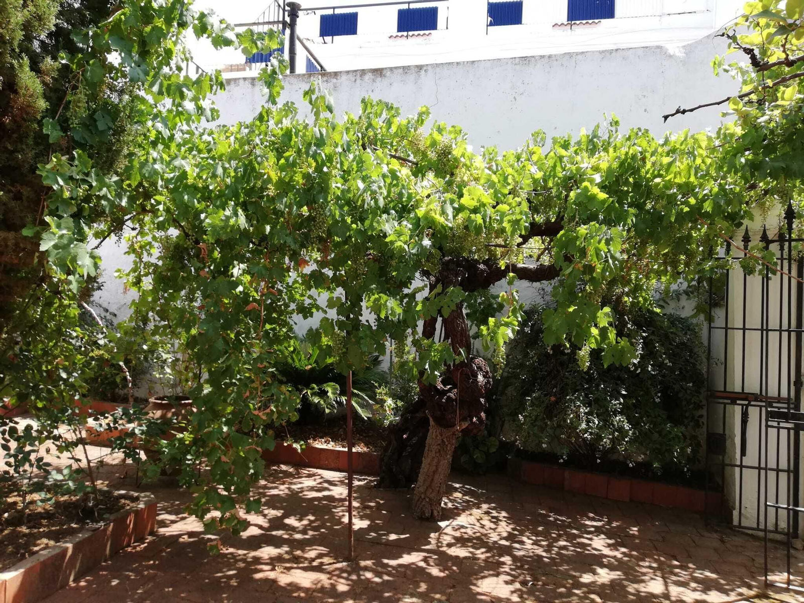 La parra en un patio de una casa de Valverde.