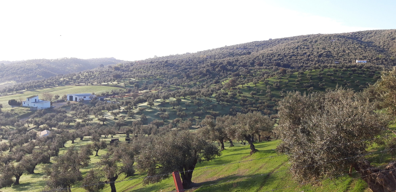 Circular de Las Palomas en La Puebla de los Infantes