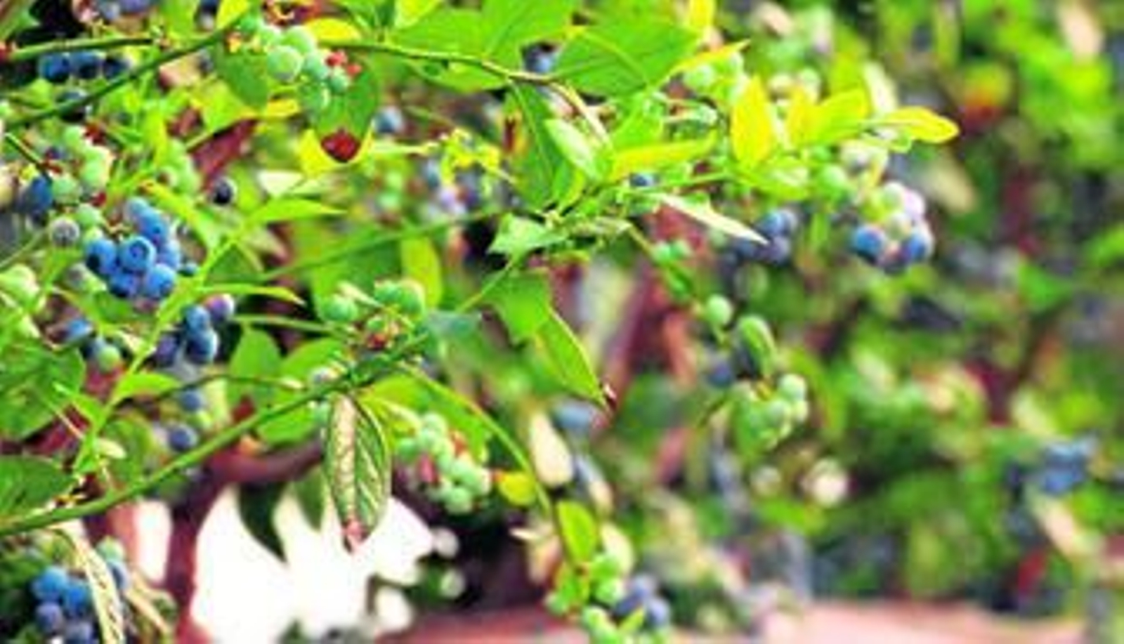 El 90% de la producción de arándanos de Huelva se destina a la exportación, en su mayoría a Alemania y Reino Unido.