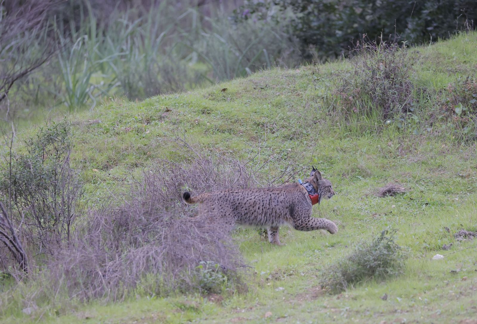 Wando y Wadala liberados en Lora del Rio