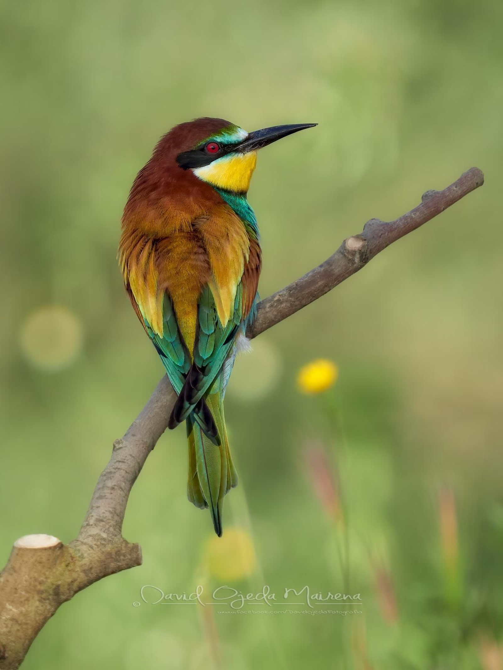 Ejemplar de abejaruco común.