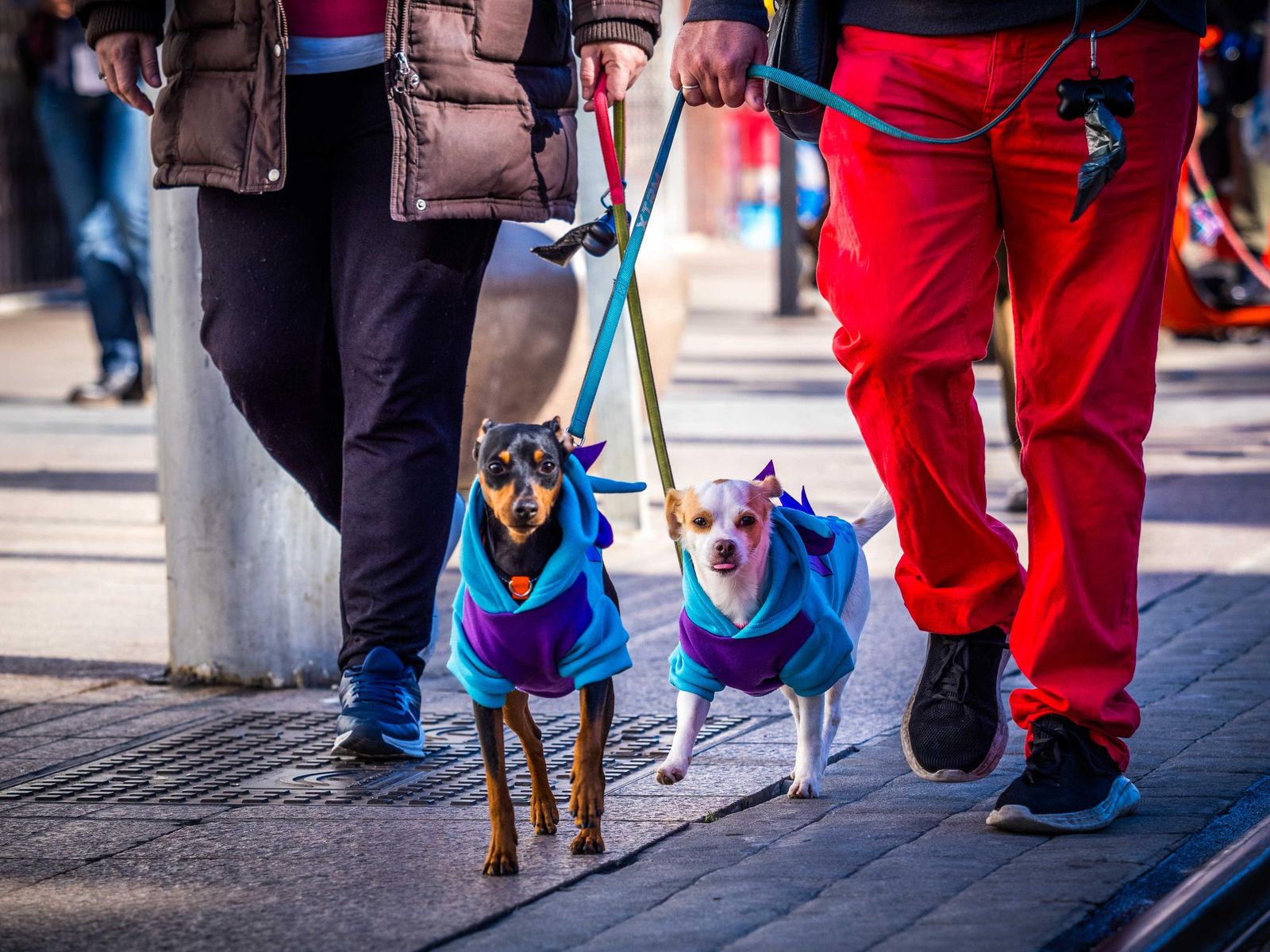 Las imágenes de San Antón 2025 en San Fernando