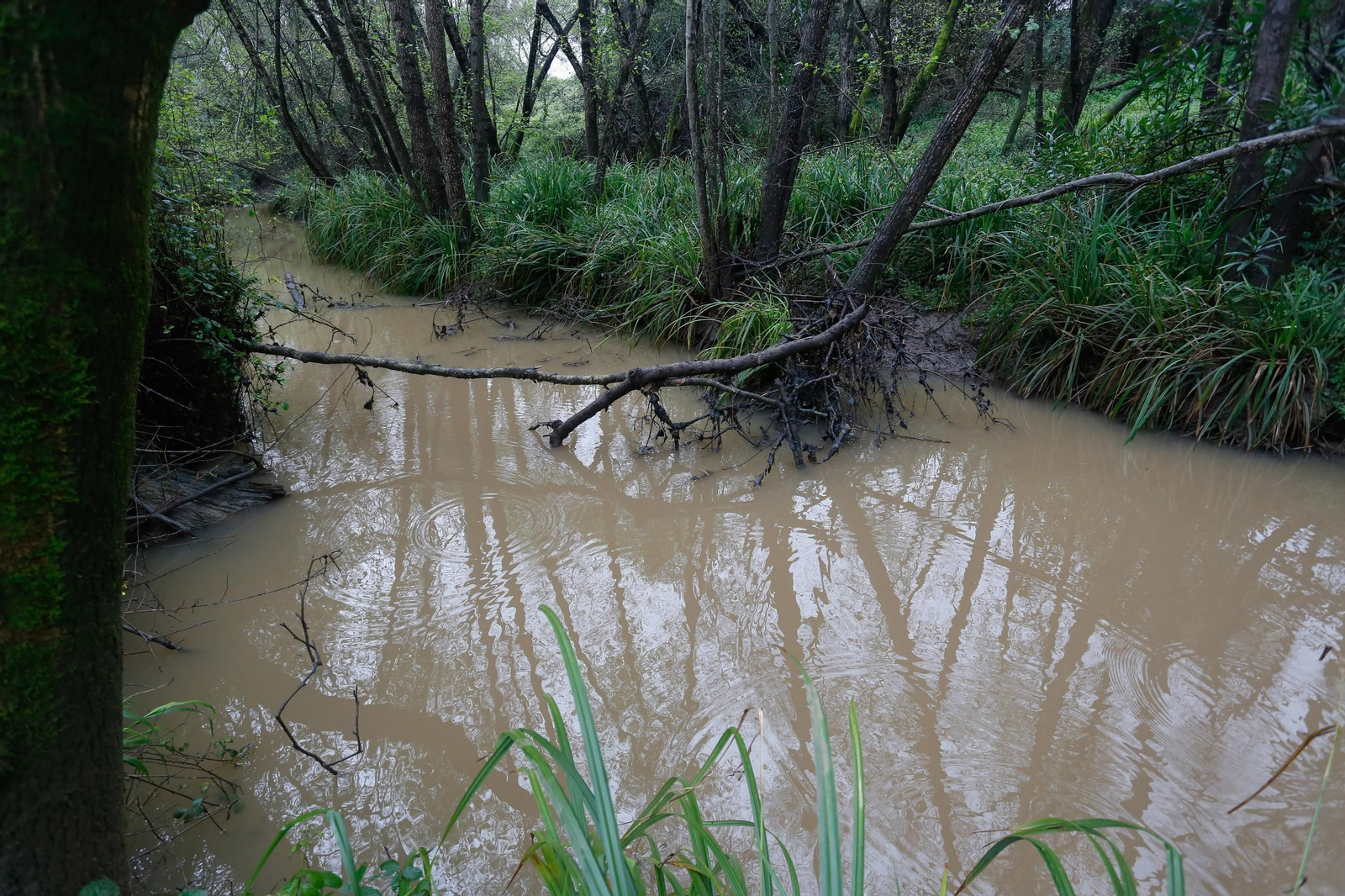 Fotos de los ríos del Campo de Gibraltar tras las últimas lluvias