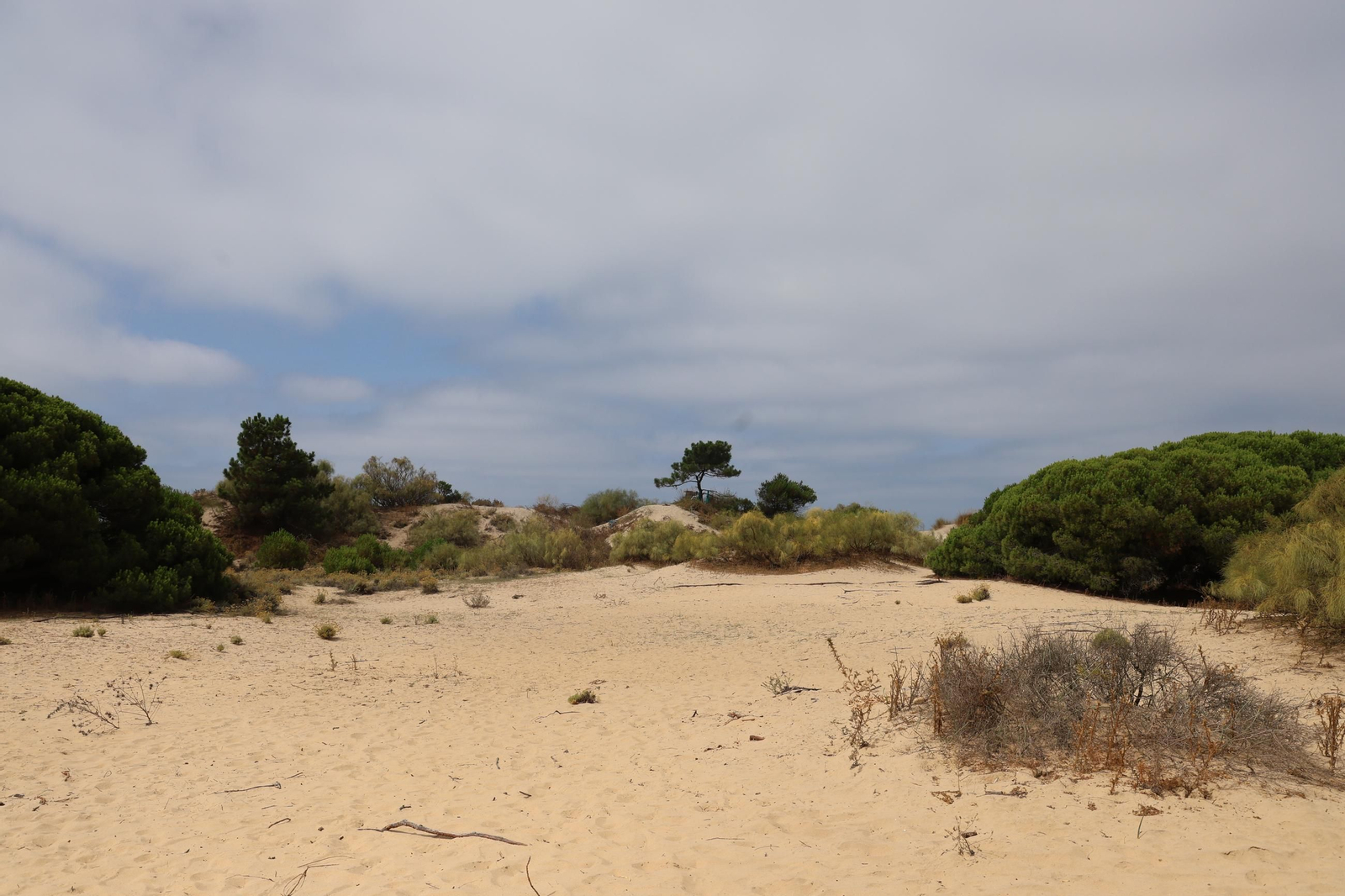 Imágenes de la diversa vegetación de las Dunas del Portil