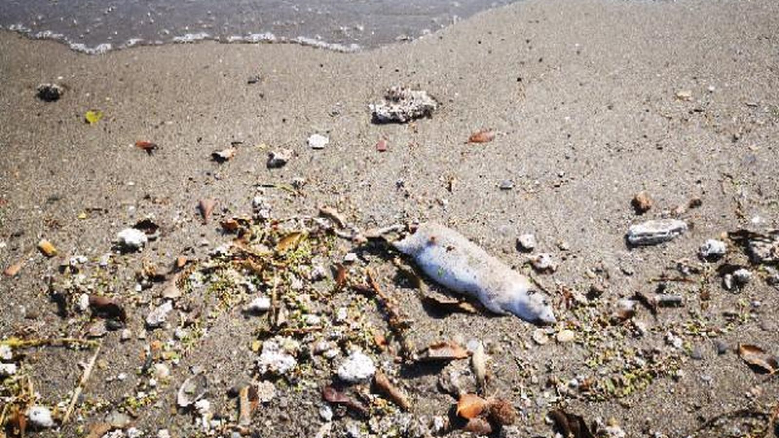 Una rata, entre otros residuos, en la playa de Costacabana