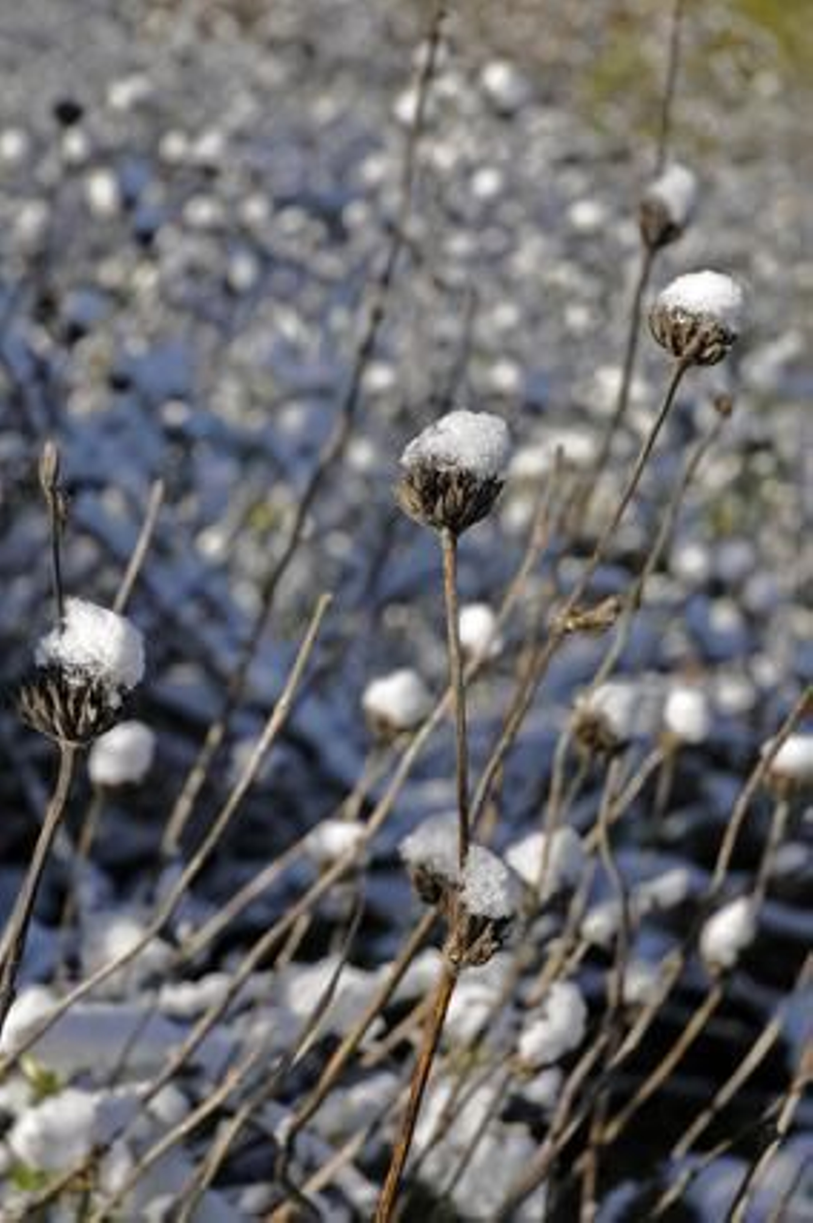 Detalle de la nieve acumulada sobre los tallos de las flores.

Foto: B.Vargas/Juan Carlos Vázquez
