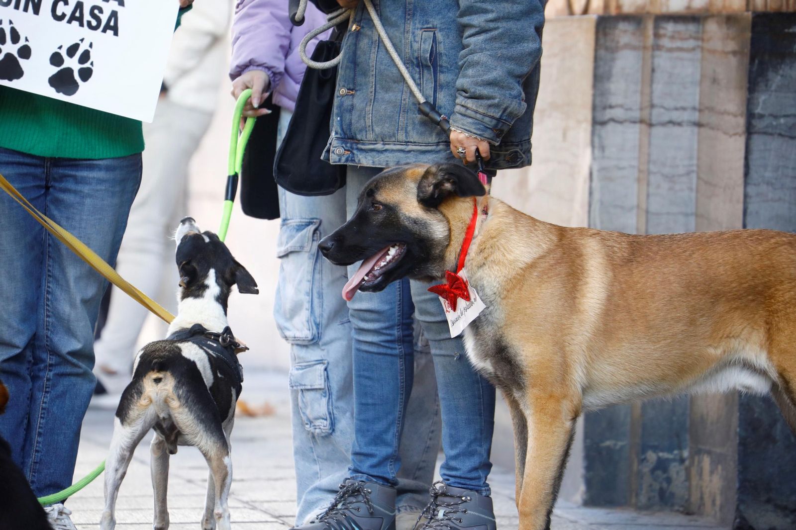 Las mejores imágenes del desfile preadopción de perros y gatos en Córdoba
