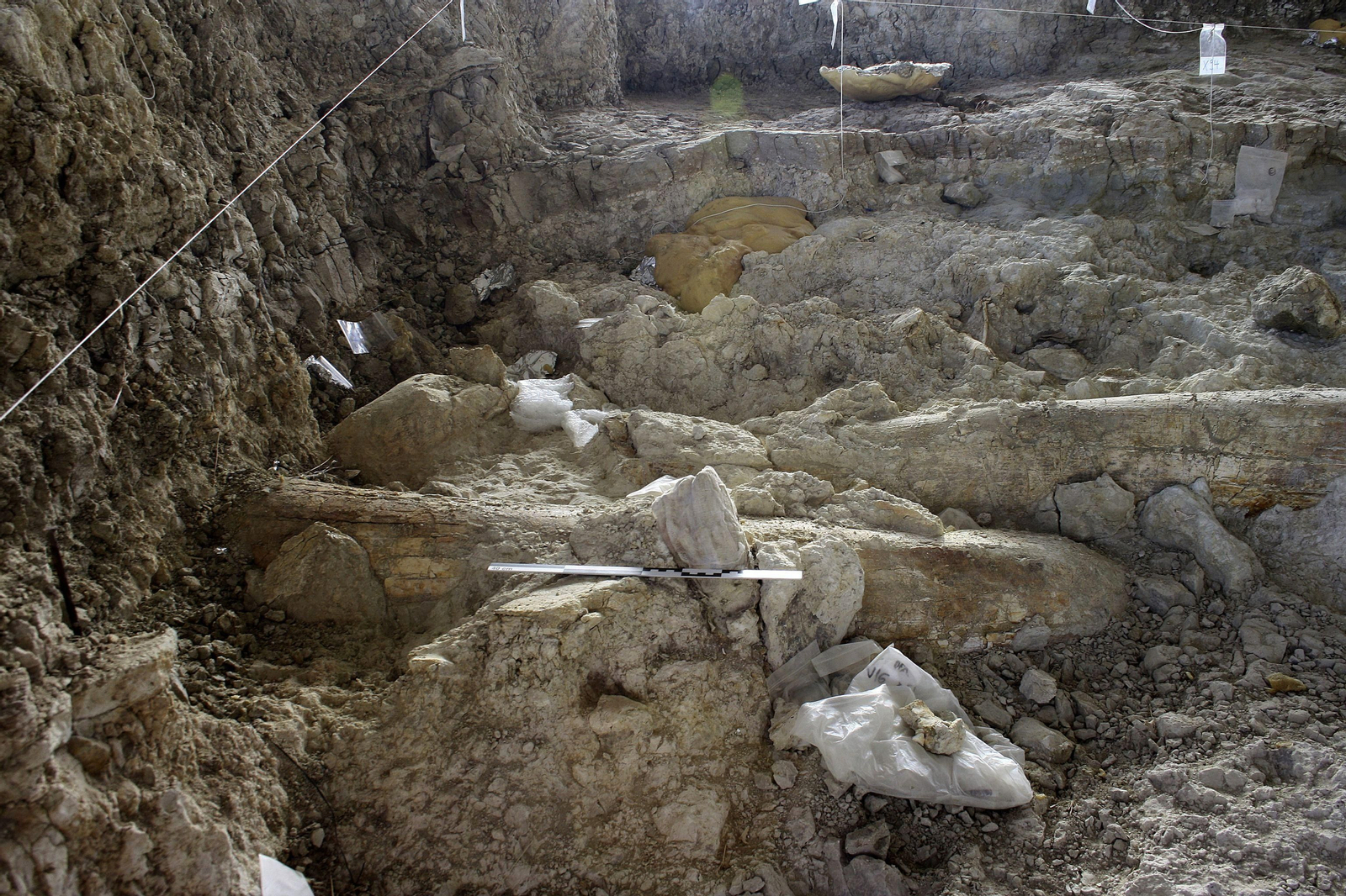 Hallan una posible letrina de hienas en una zona de arenas movedizas en Orce