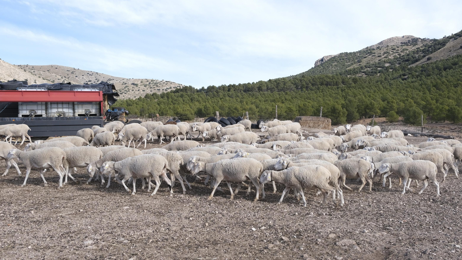 Fotogalería de la ganadería tradicional de Vélez Rubio, las imágenes más tiernas de los corderos recién nacidos