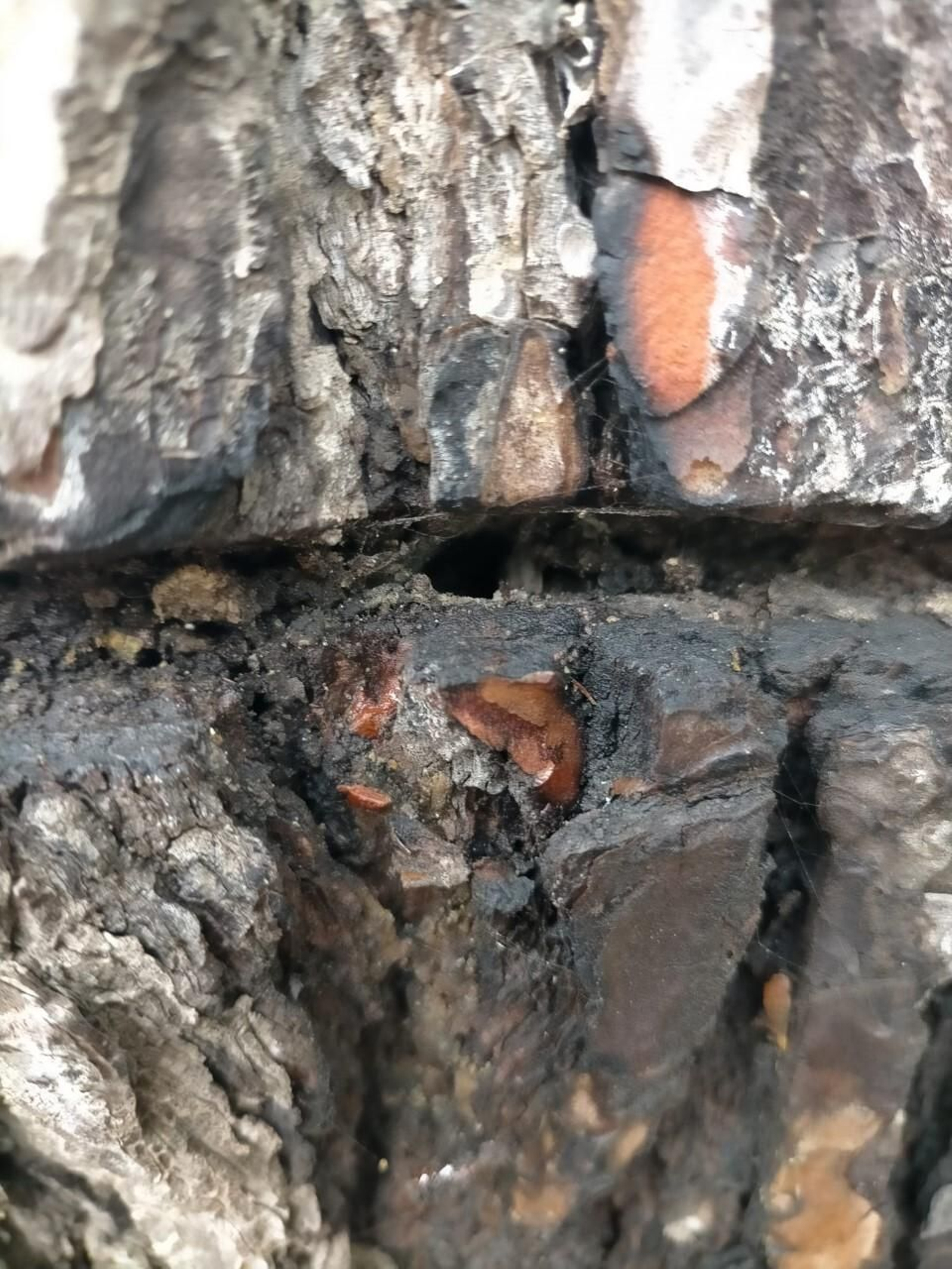 Ecologistas en Acción denuncia que por este boquete "han inyectado un producto letal" para secar el árbol.