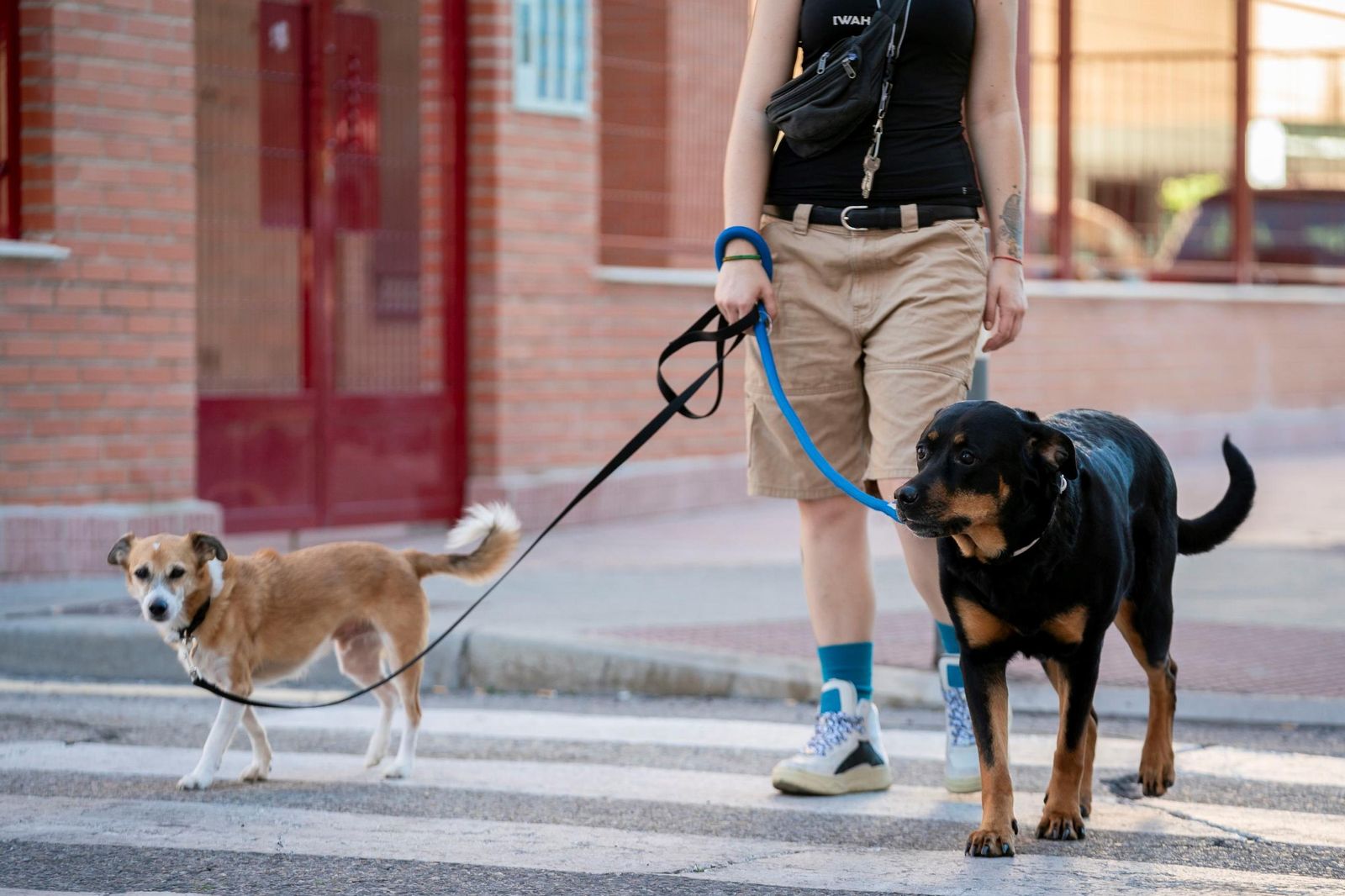 Animales paseando junto a sus humanos por la calle.